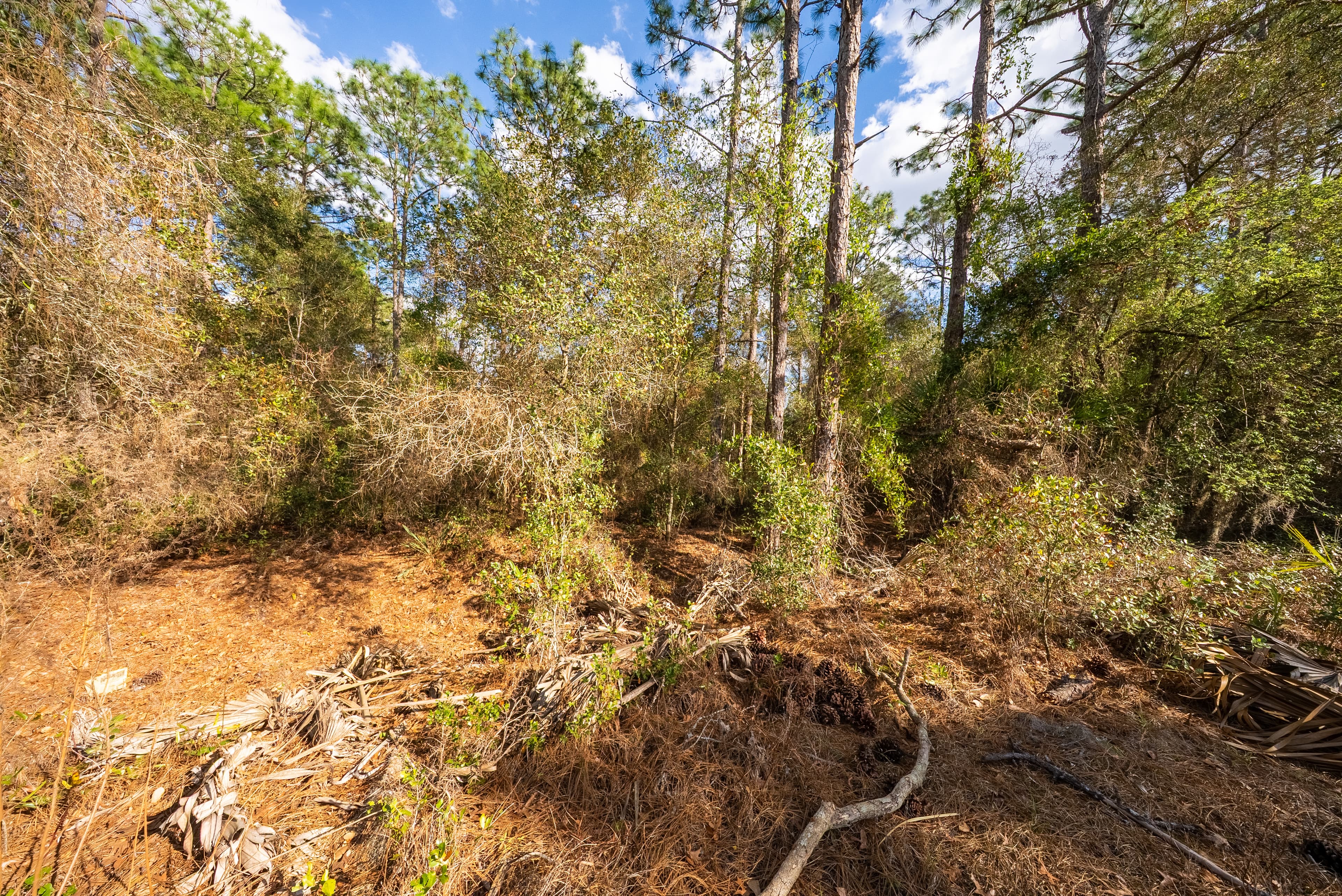 Riverside Retreat: 0.23 Acres on the St. Johns in Wild Florida — property view 10
