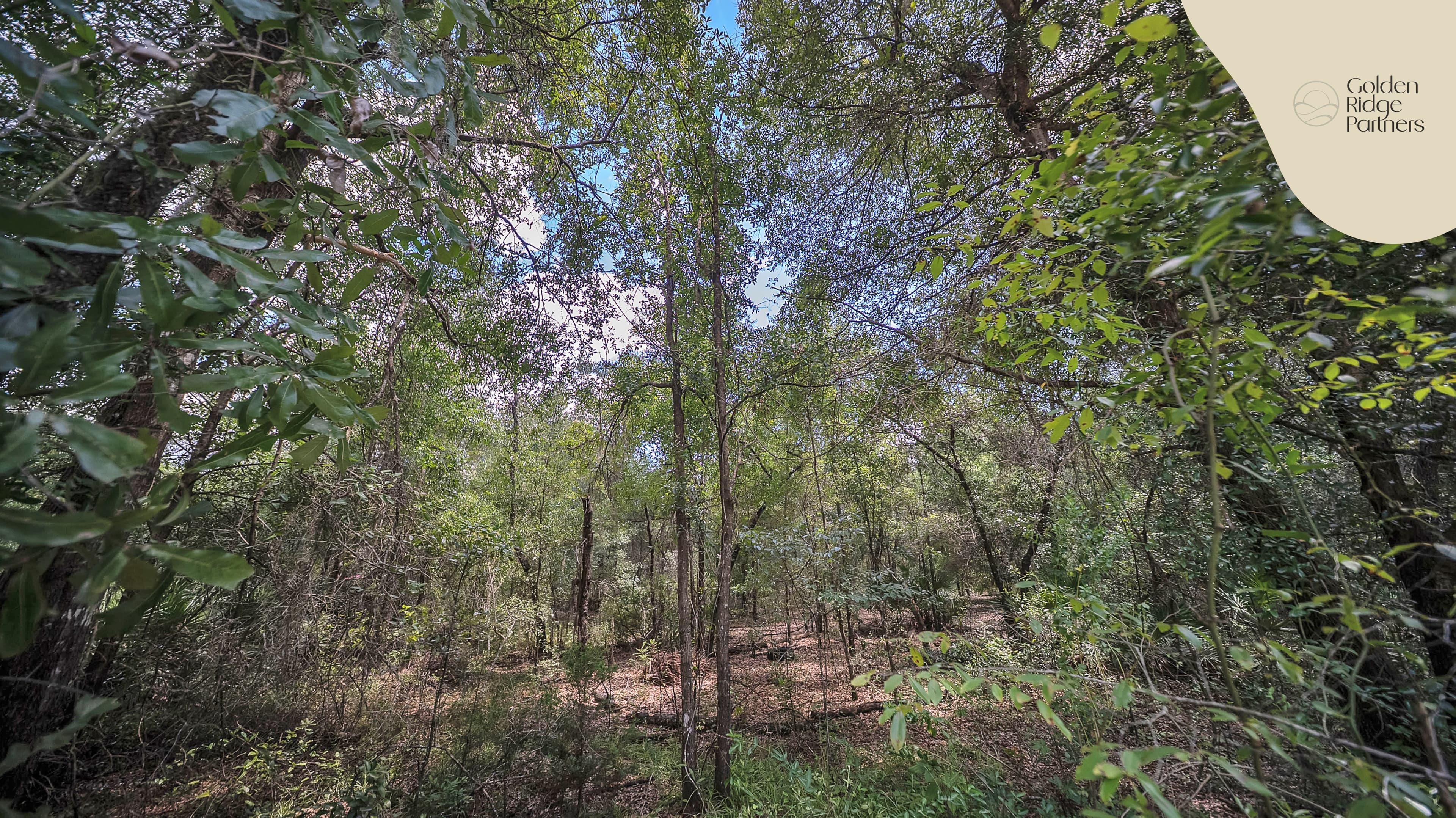This is Where Dreams are Built — property view 8