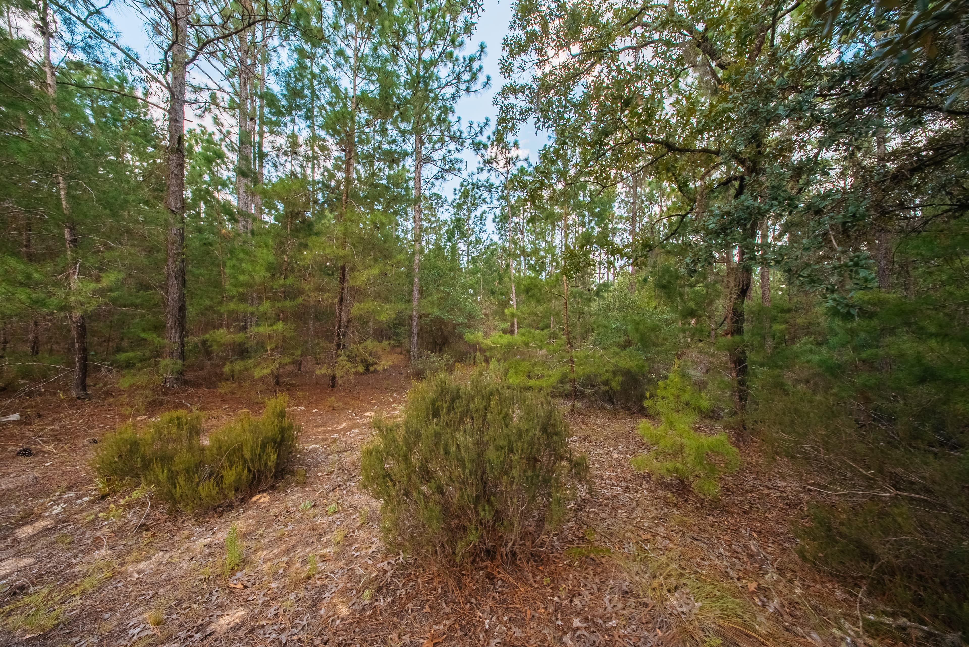  0.23 Acre Build-Ready Lot in Interlachen Lakes Estates — property view 6