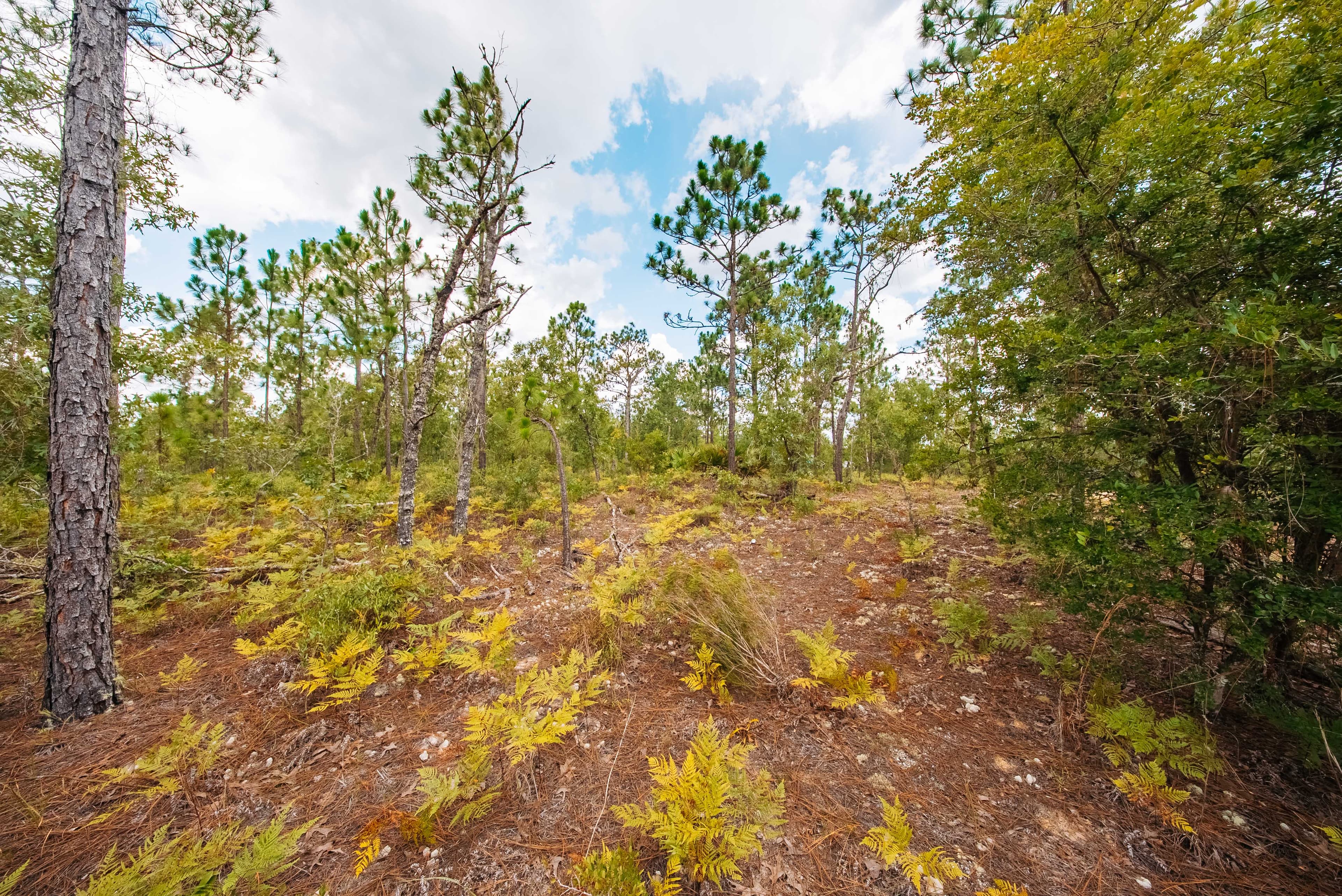 0.20 Acre Build-Ready Lot in West Lake Estates — property view 11