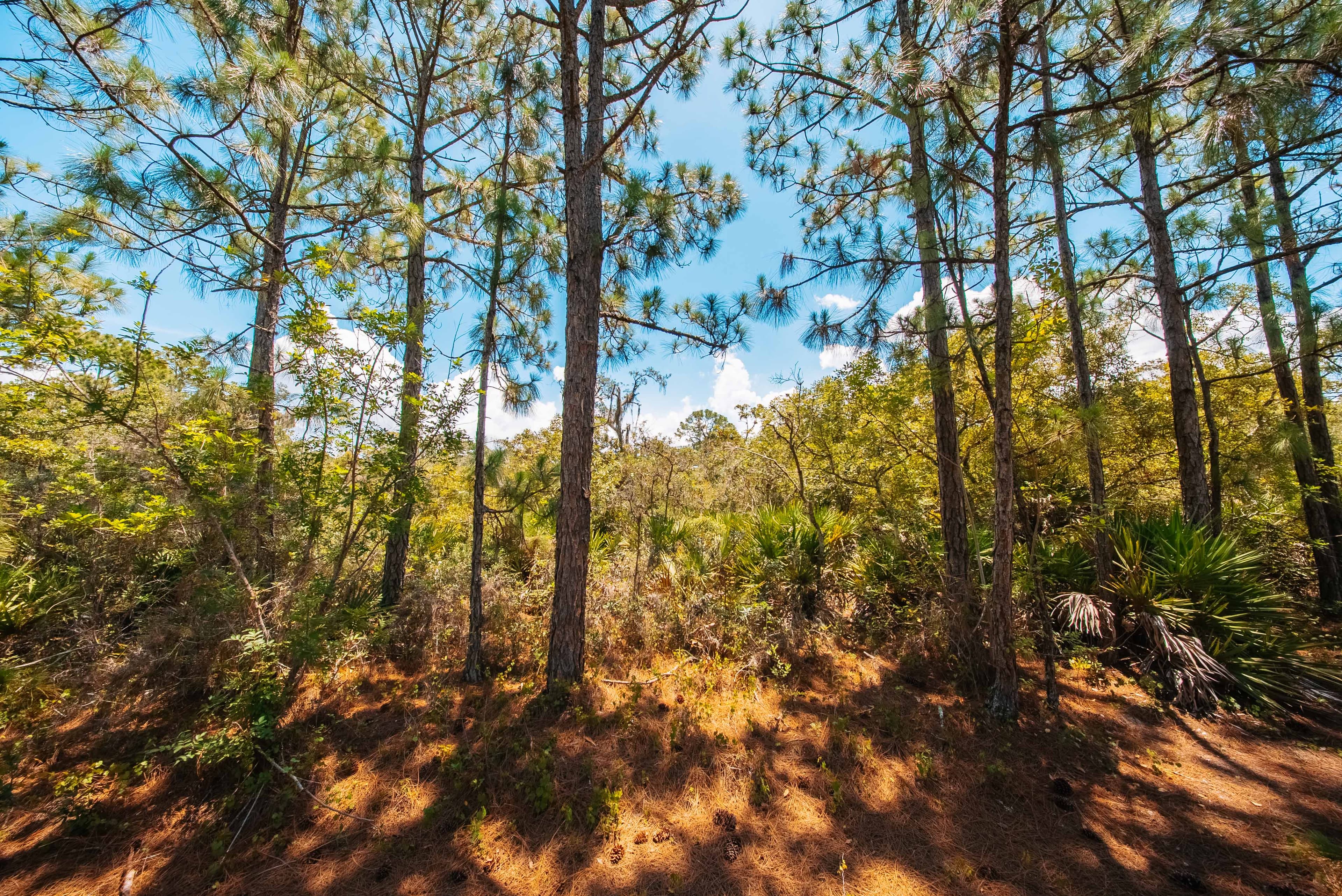 0.235 Acre Build-Ready Lot in Sun N Lakes, Lake Placid — property view 13