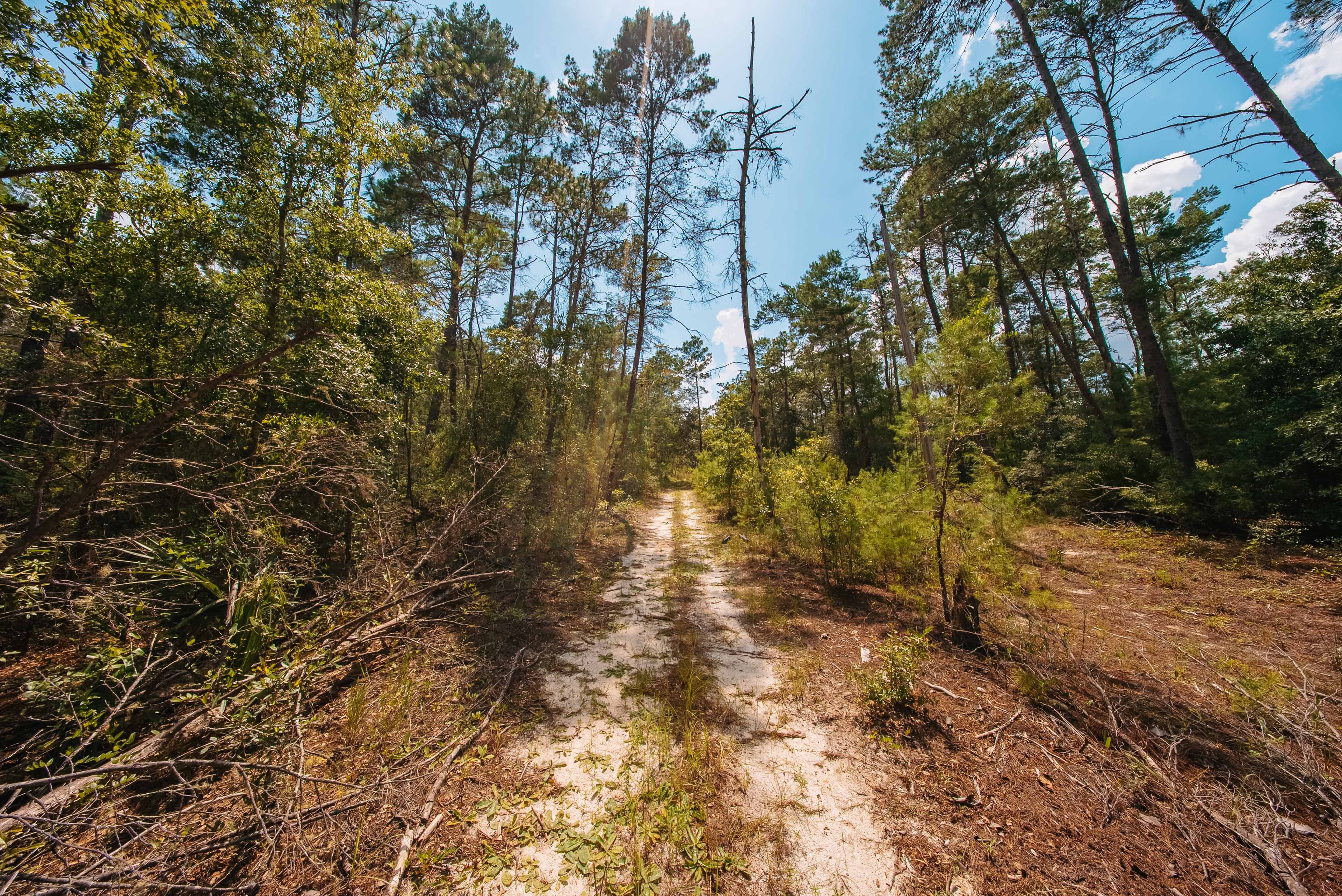 0.23 Acre Build-Ready Lot in Satsuma, Putnam County — property view 6