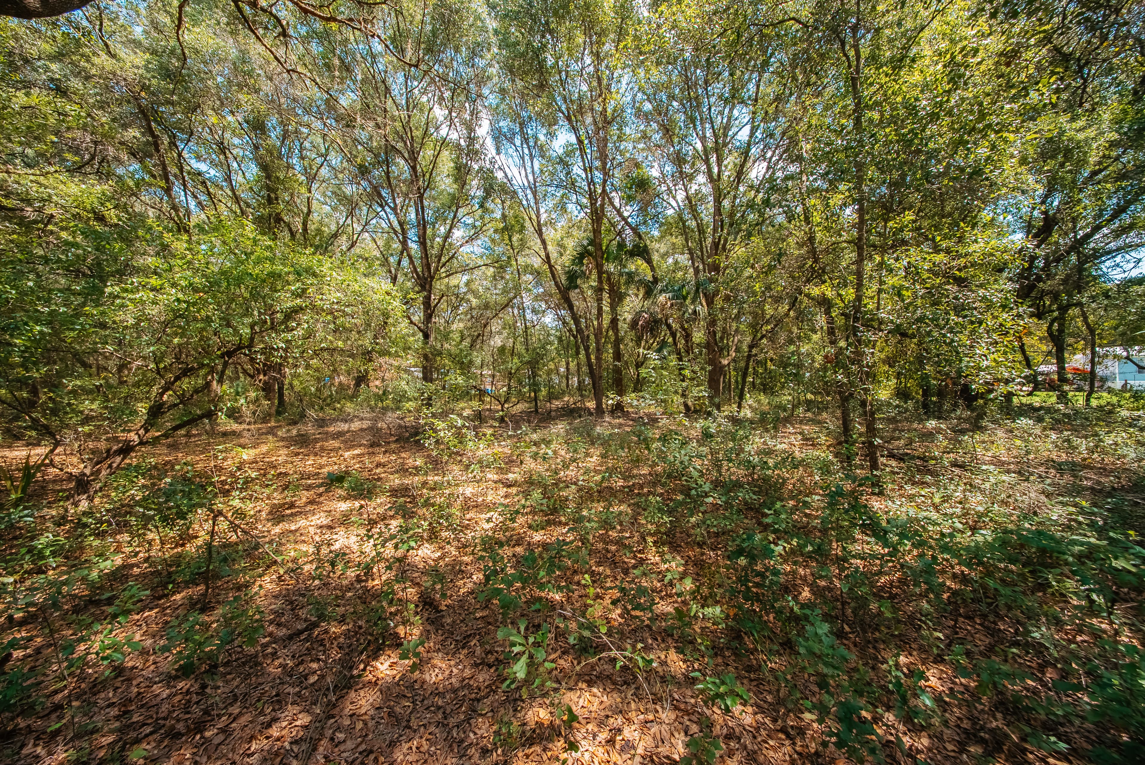 0.215 Acre Build-Ready Lot in Interlachen Lakes Estates — property view 12