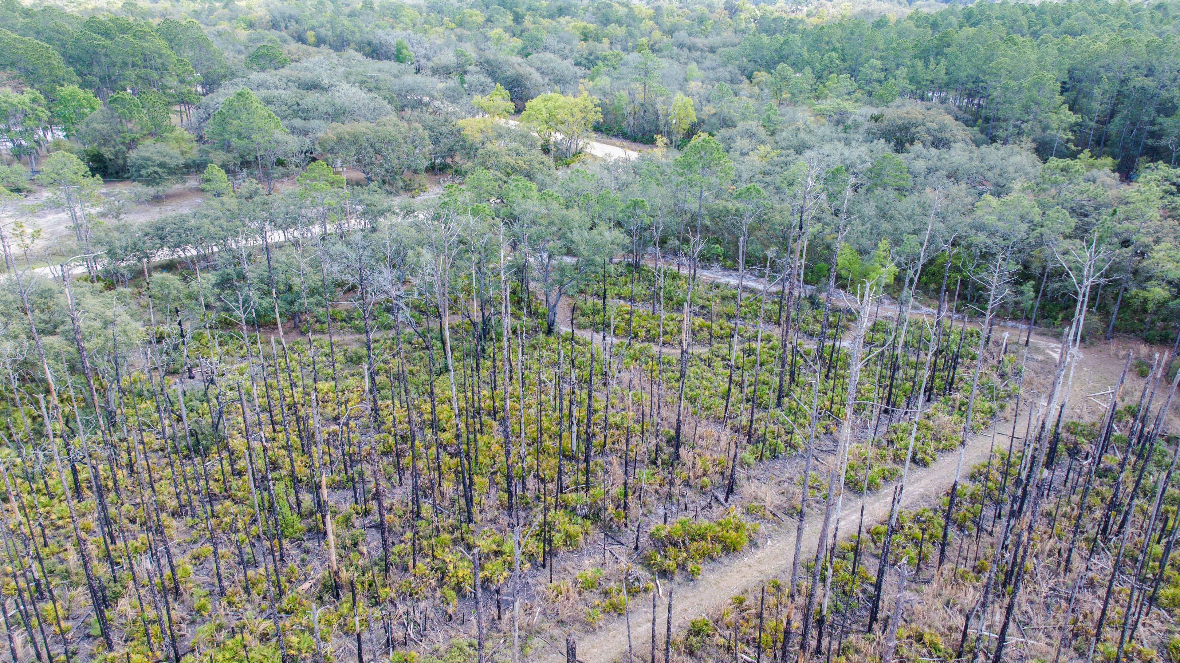 The Dana Avenue Sanctuary: 0.22 High-Elevation Acres in Interlachen — property view 9