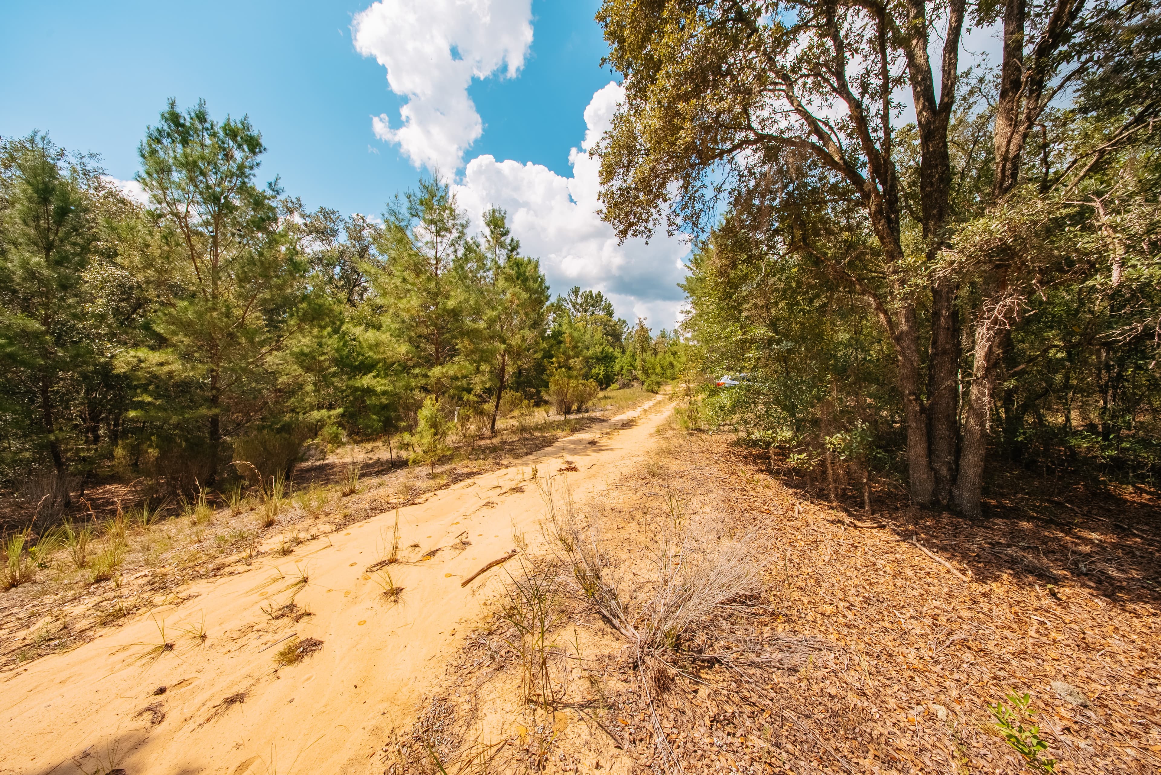 0.23 Acre Build-Ready Lot in Interlachen Lakes Estates — property view 13