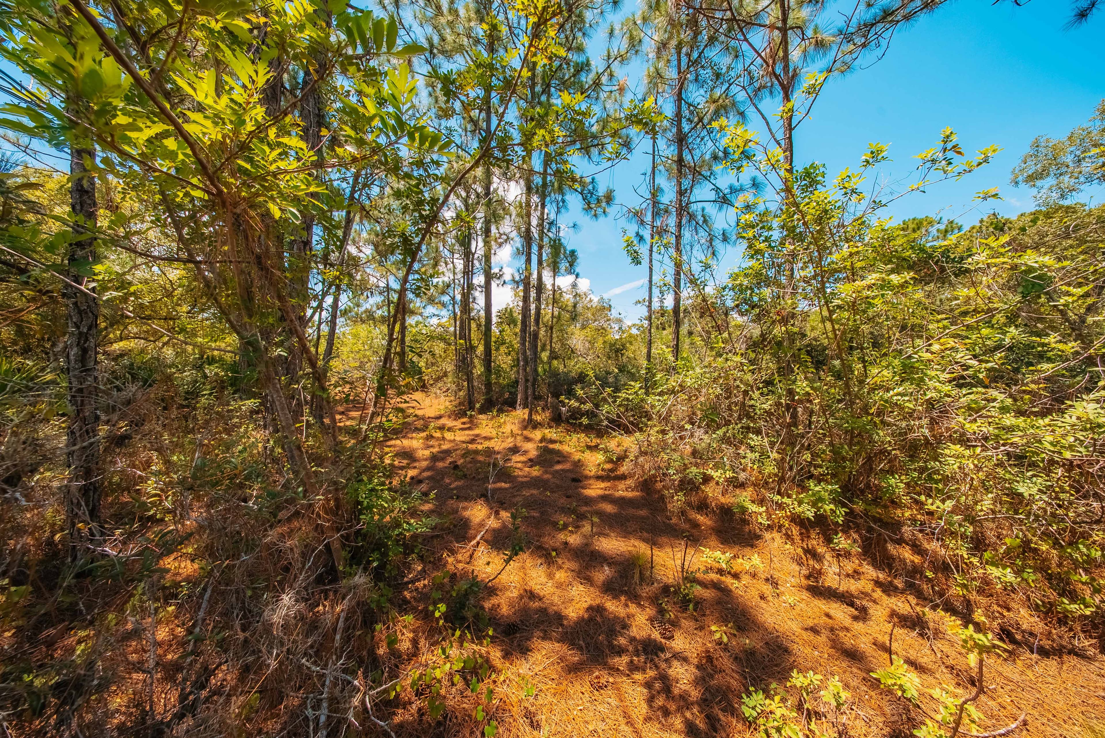 0.24 acre residential zoned land for sale in Highlands County, FL — photo 4