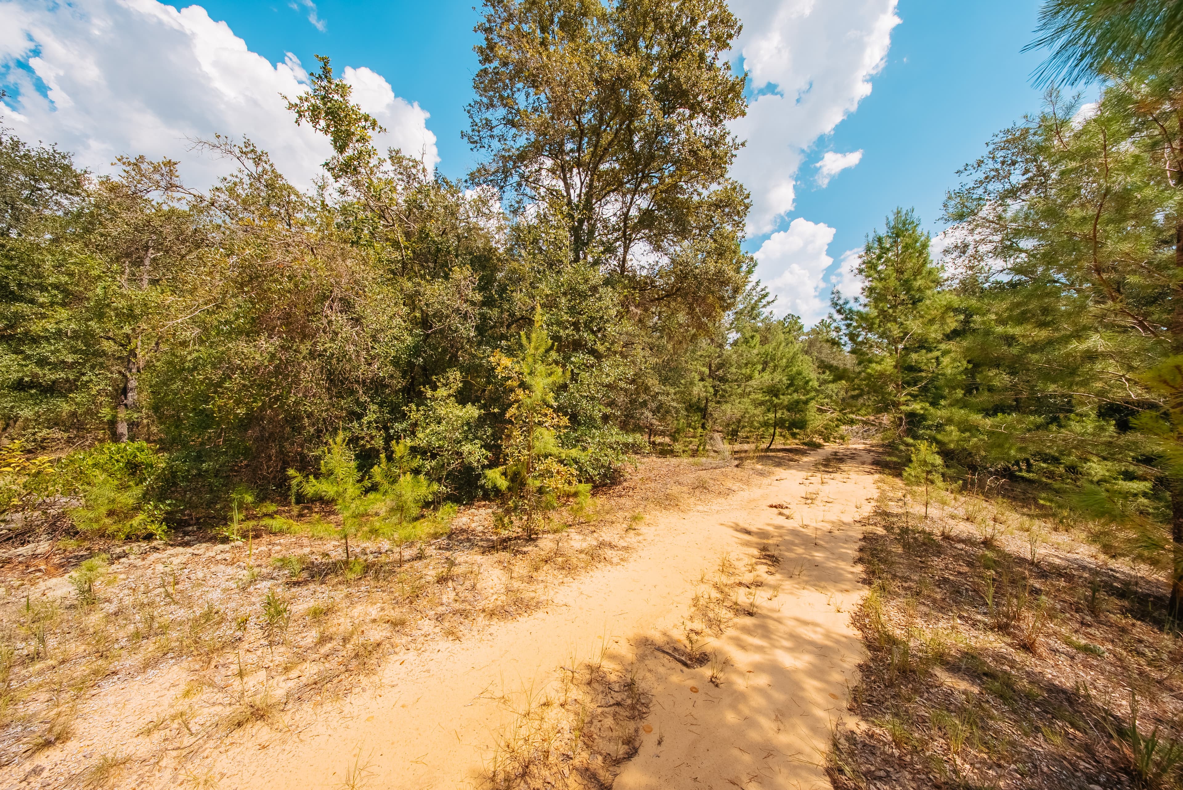 0.23 Acre Build-Ready Lot in Interlachen Lakes Estates — property view 8