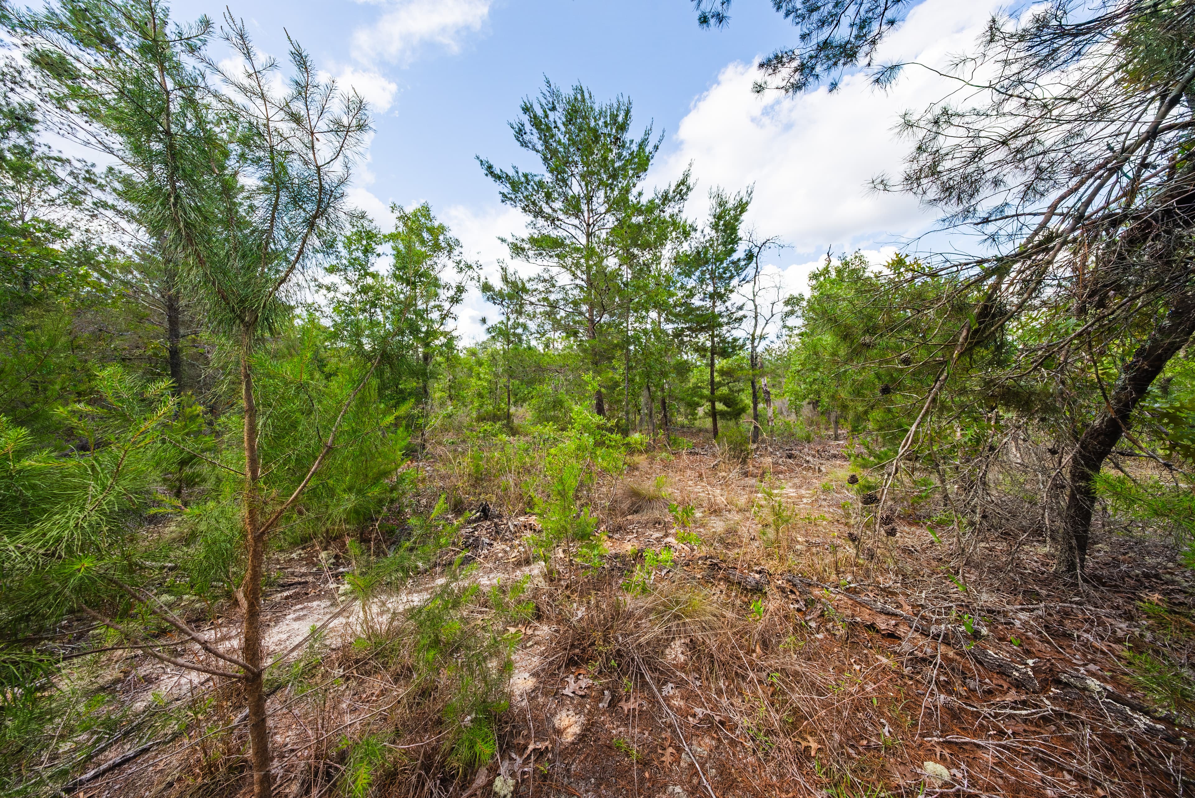 The West Lake Homestead: 0.25 Acres of AG-Zoned Freedom — property view 9