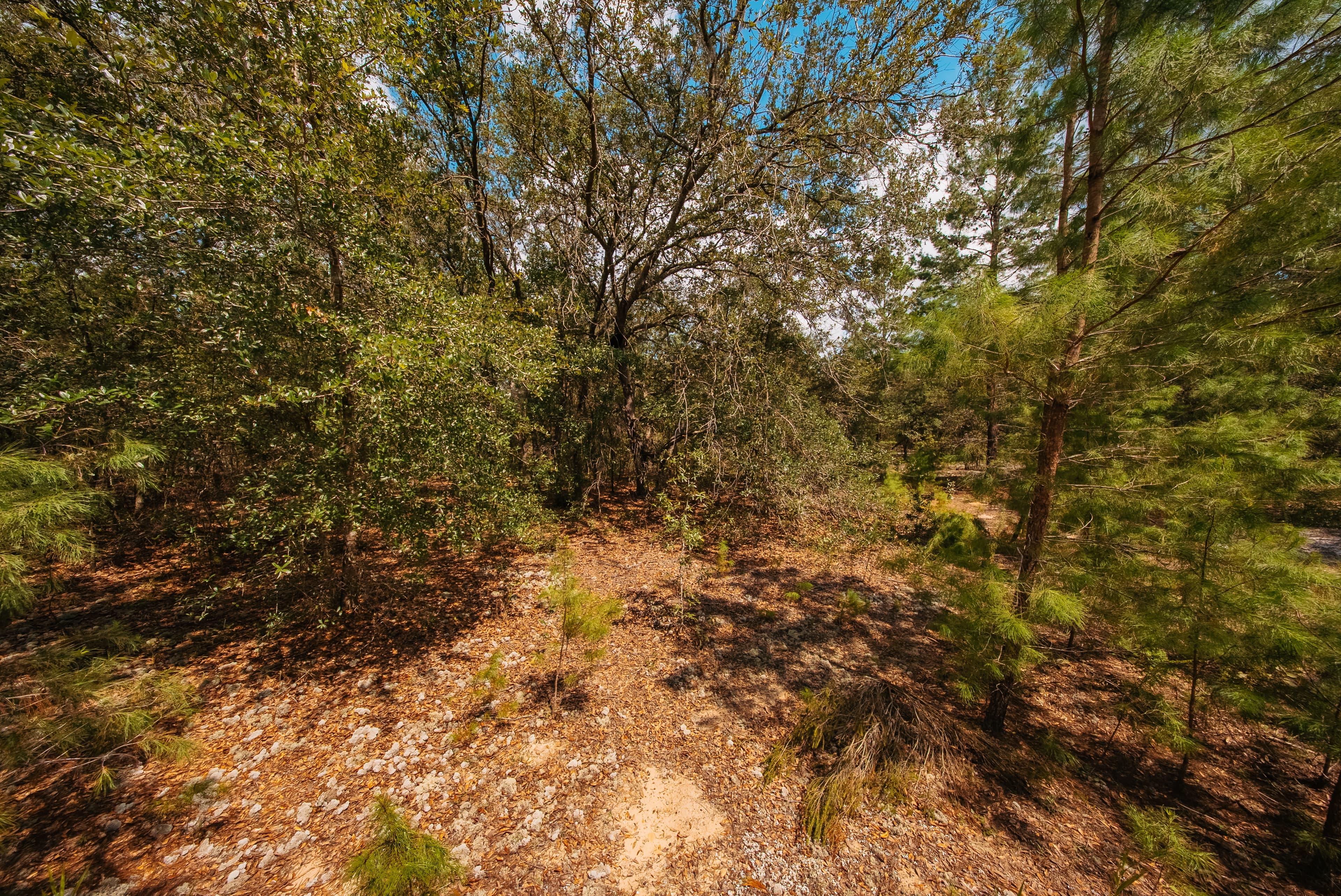 0.23 Acre Build-Ready Lot in Interlachen Lakes Estates — property view 10