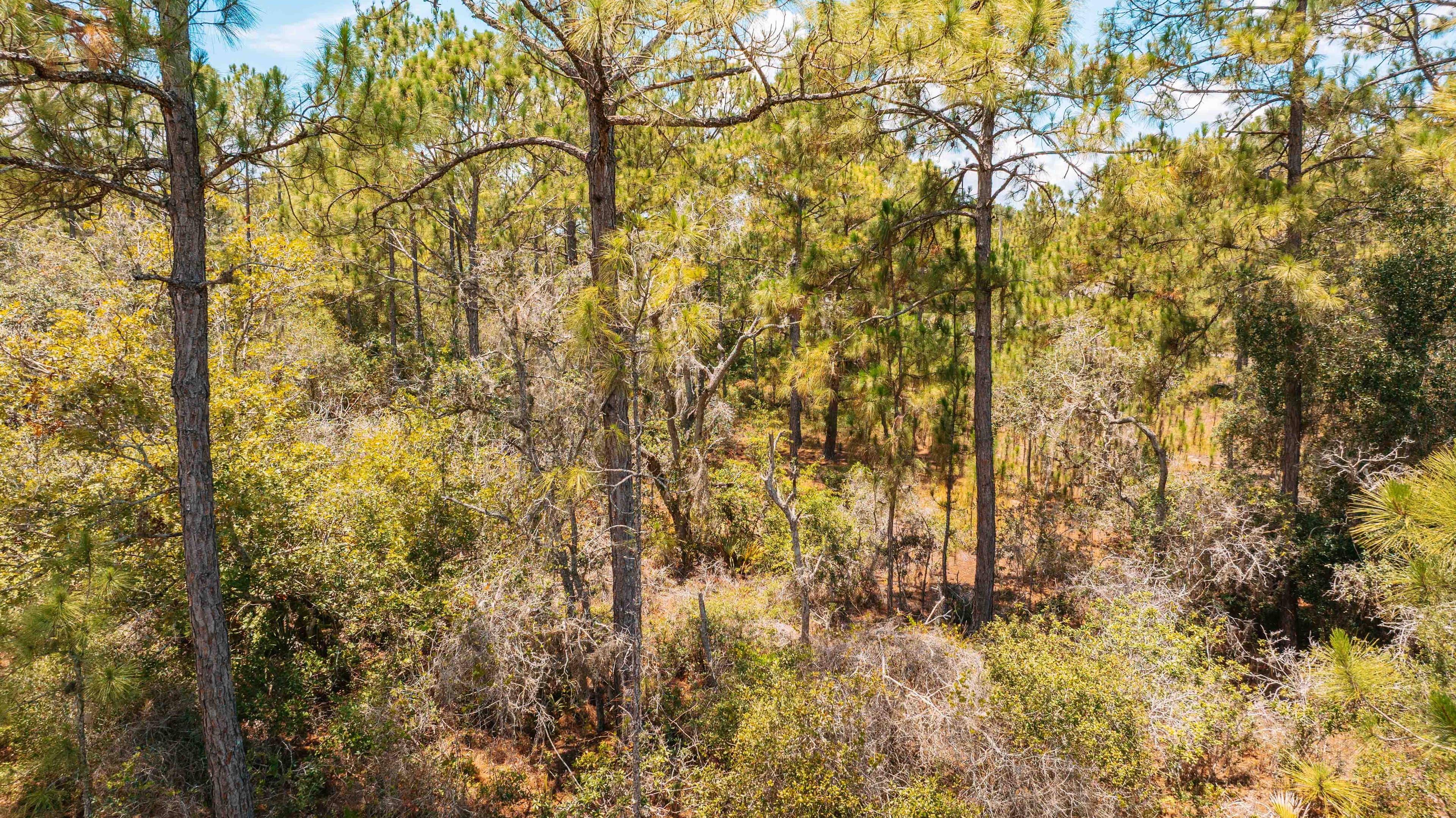 Premium 0.23-Acre High-Elevation Lot in Sun 'N Lakes, Lake Placid — property view 10
