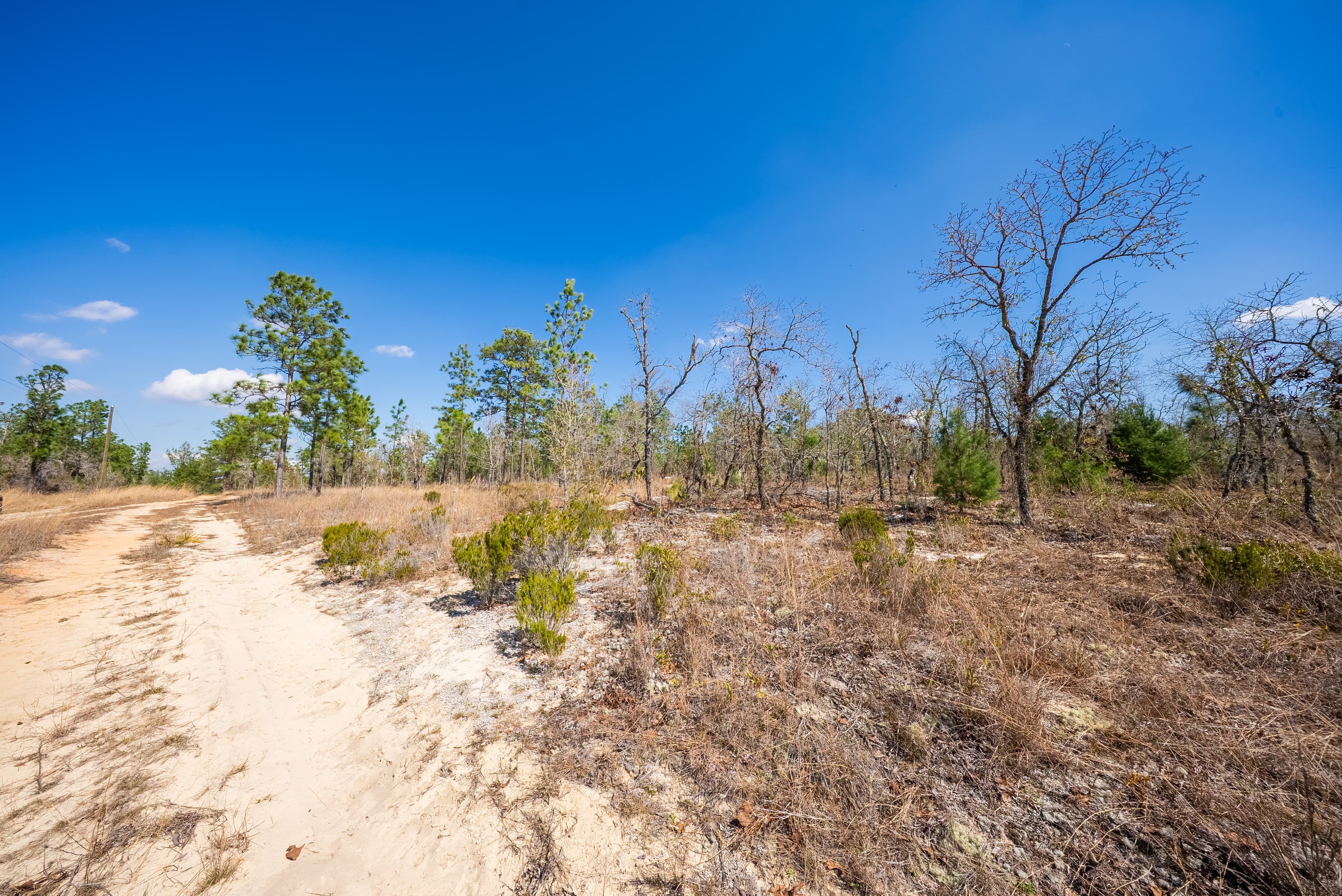 High, Dry, and Deeded: Your 0.2-Acre Florida Lookout — property view 13