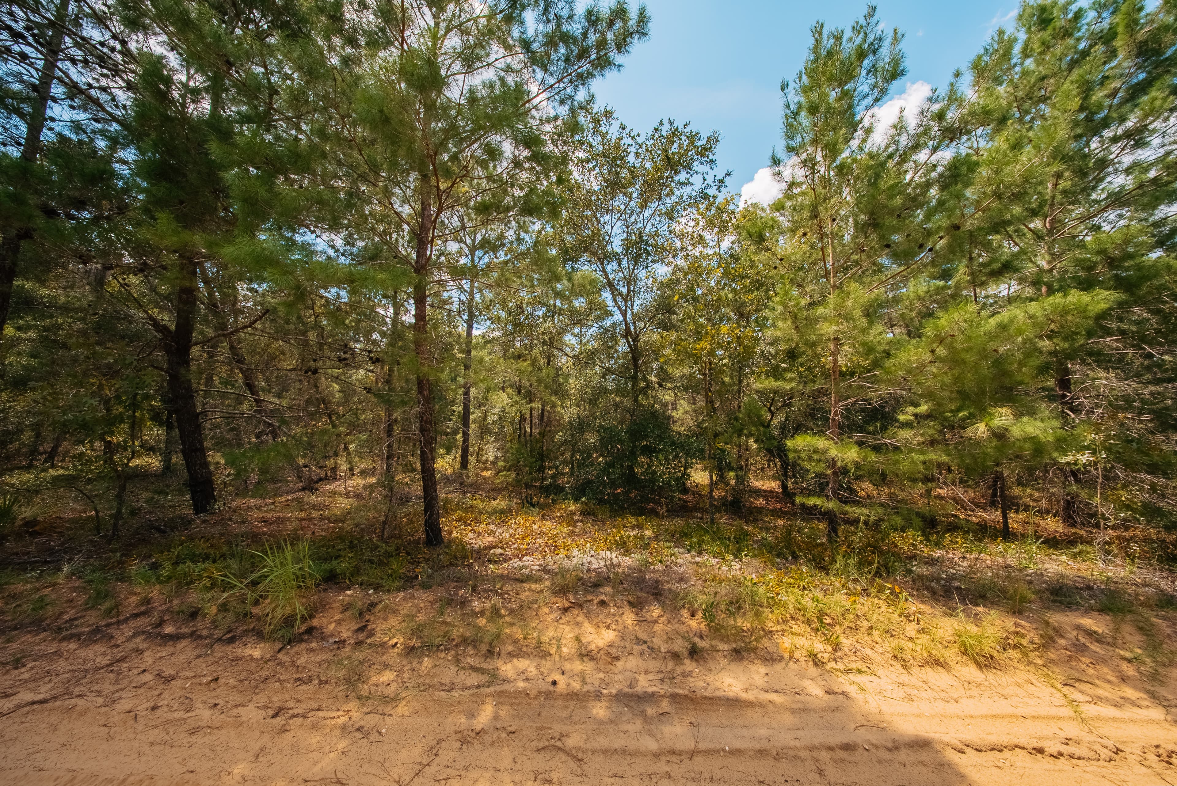 0.22 Acre Build-Ready Lot in Interlachen Lakes Estates — property view 7