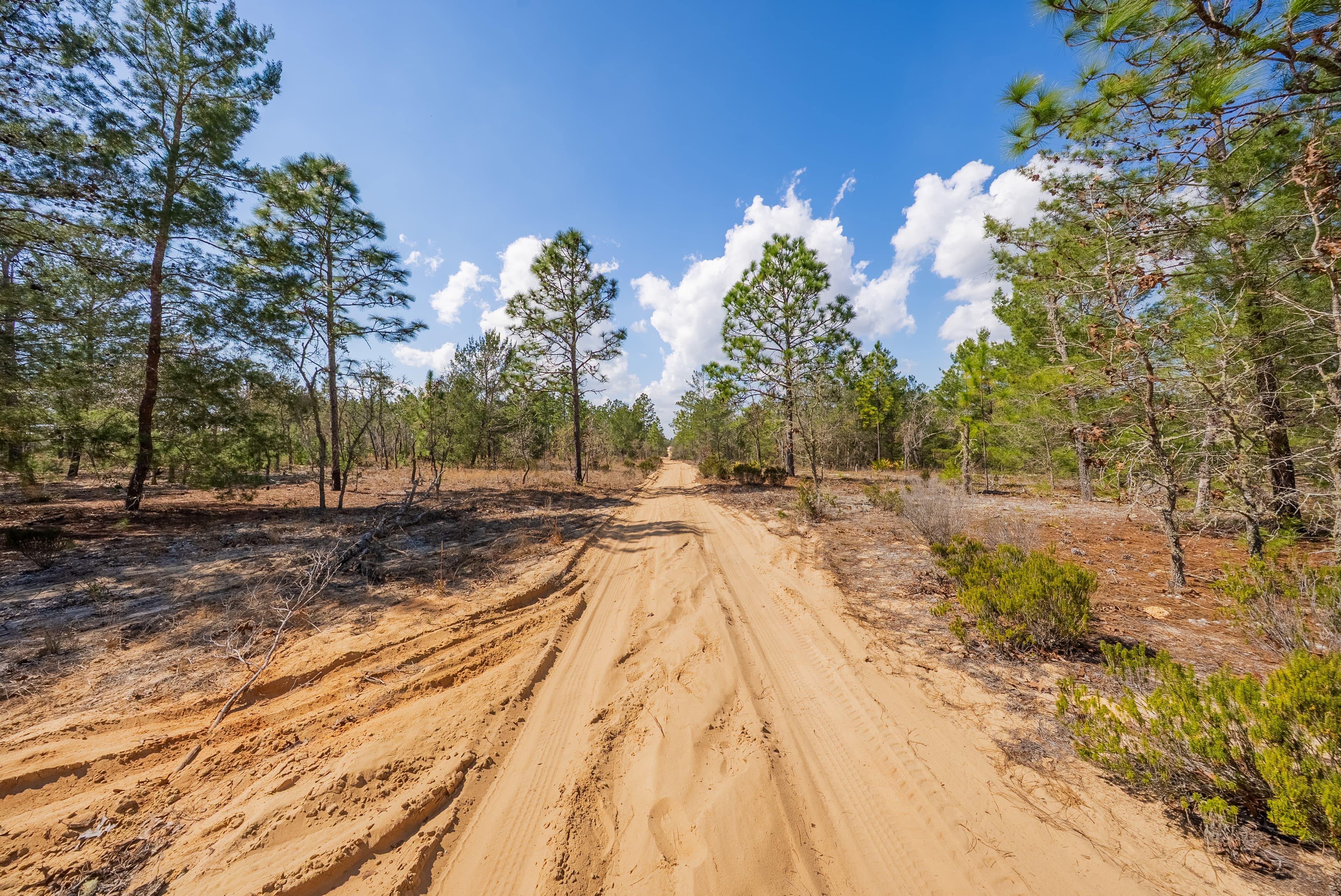 The High-Ground Corner: 0.37 Deeded Acres in Wild Florida — property view 10