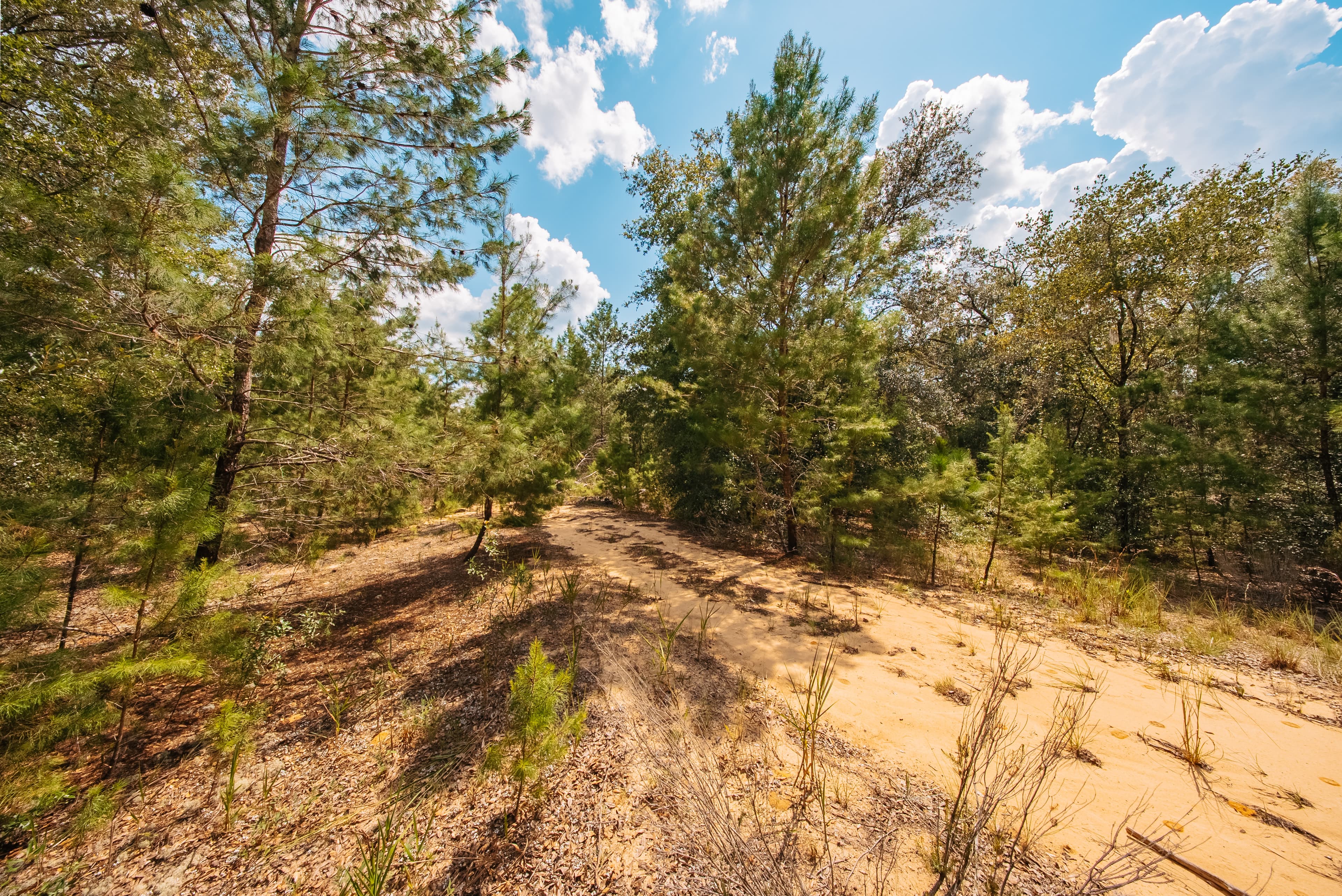 0.23 Acre Build-Ready Lot in Interlachen Lakes Estates — property view 15