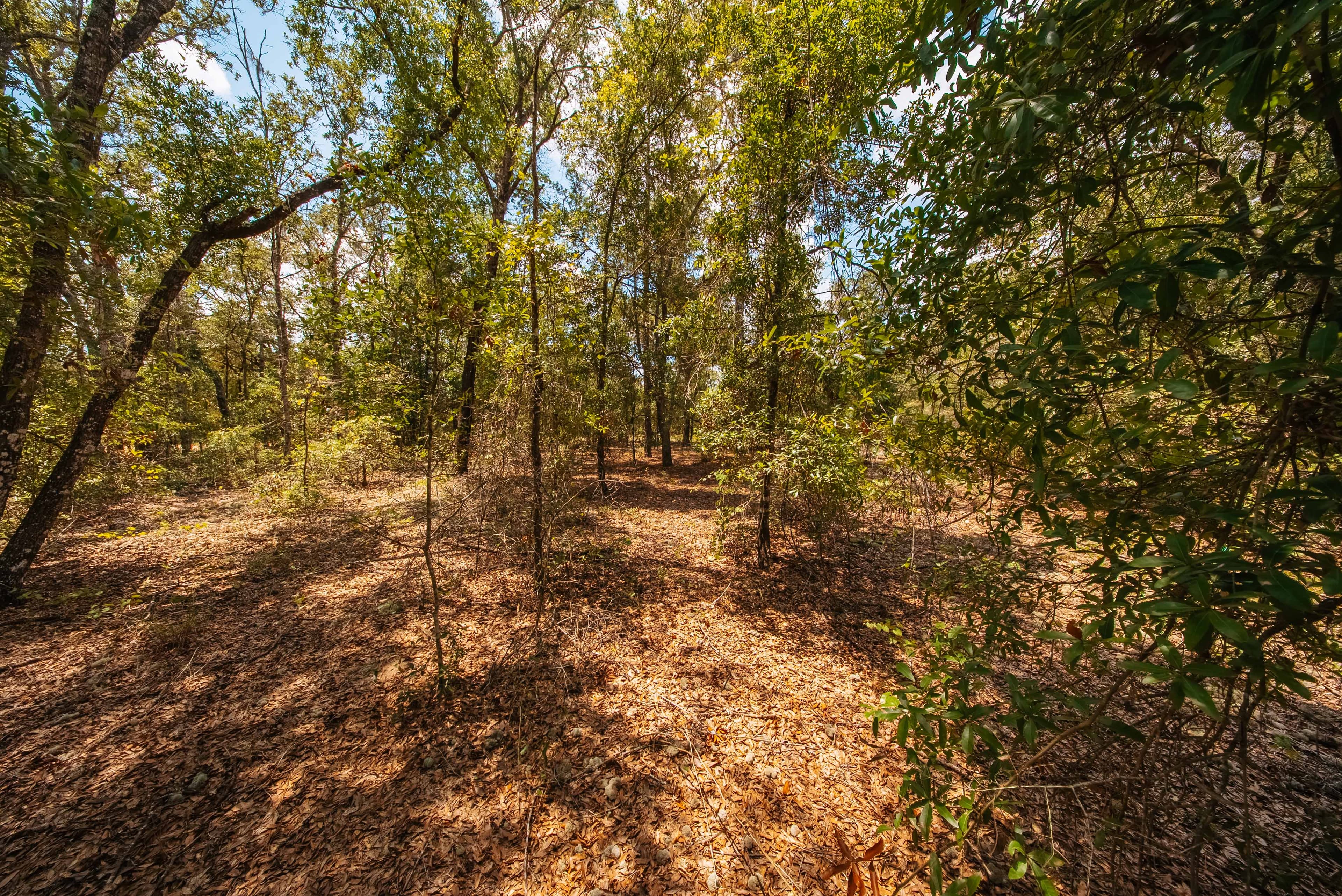 0.20 Acre Build-Ready Lot in West Lake Estates, Interlachen — property view 14