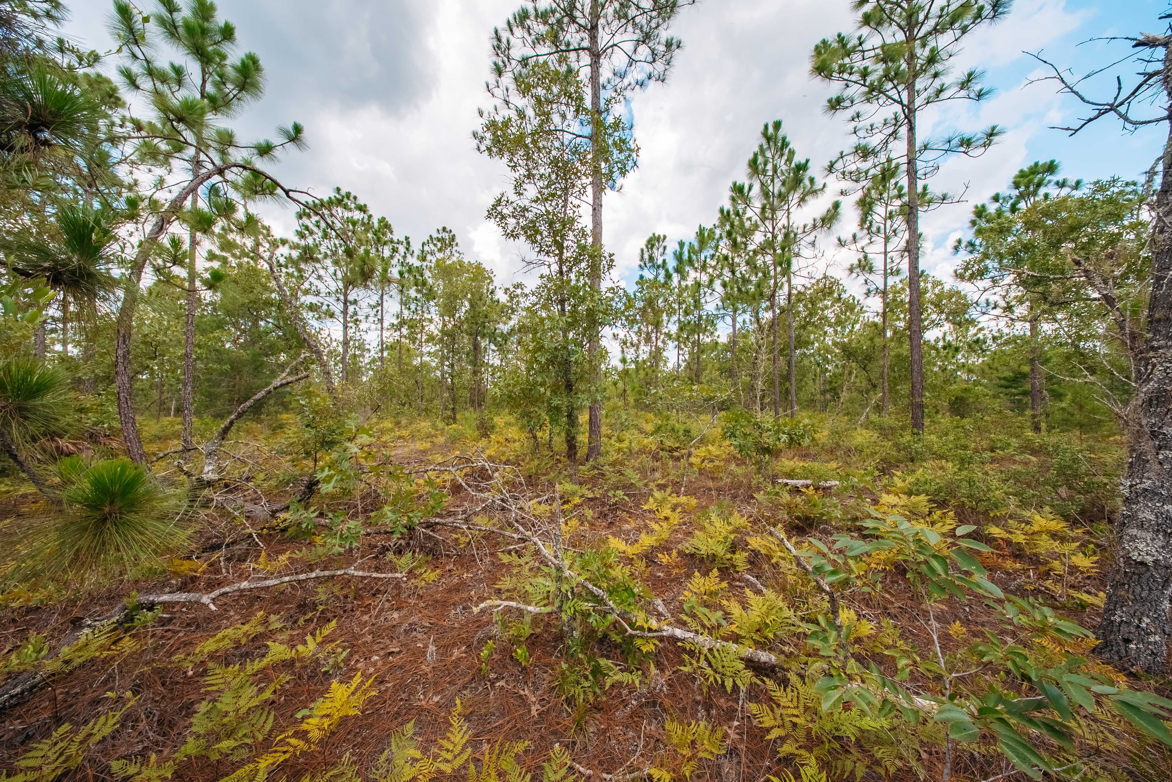 0.20 Acre Build-Ready Lot in West Lake Estates — property view 13