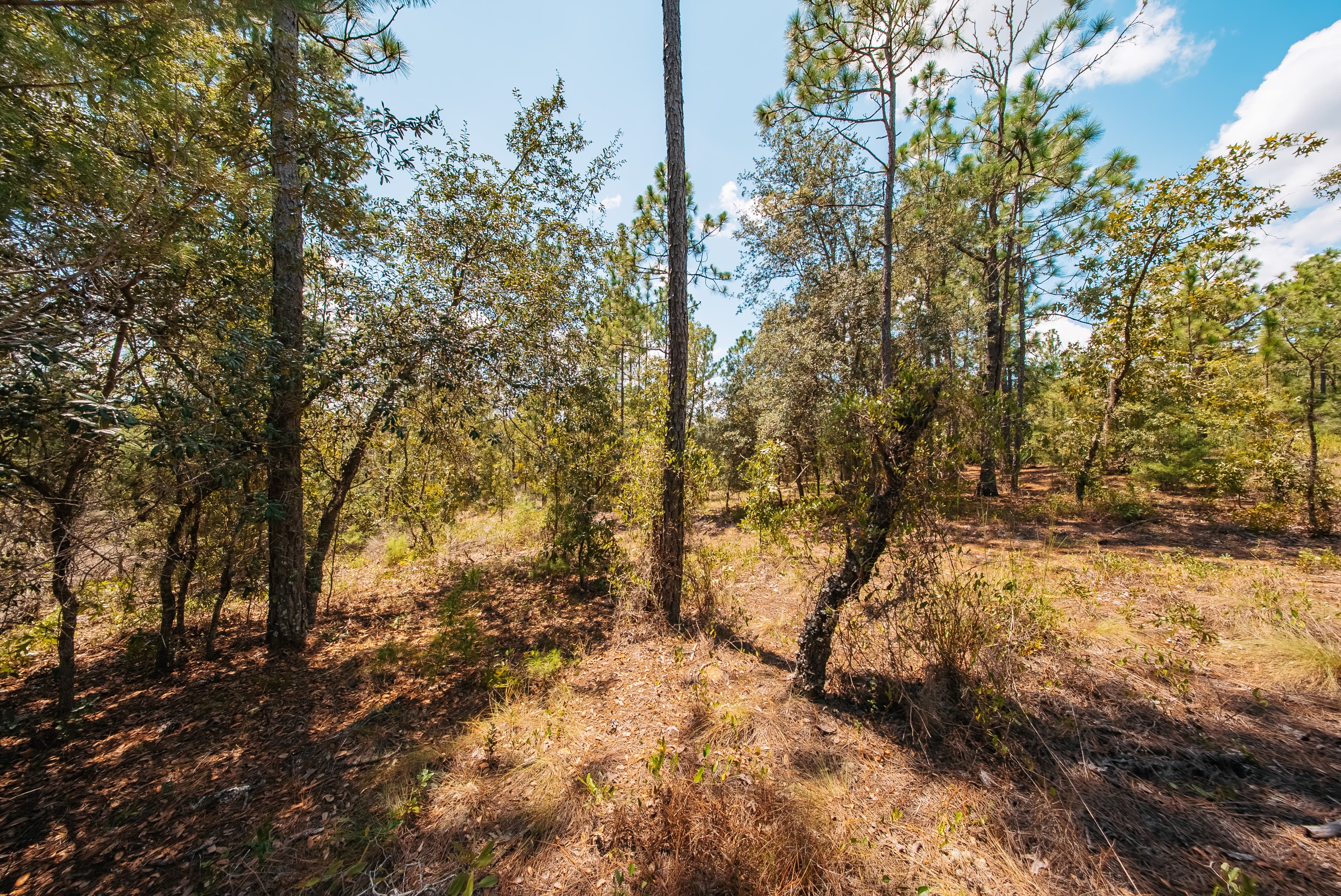 1.03 Acre Premium Estate Lot in Mariners Lake Heights, Interlachen — property view 7