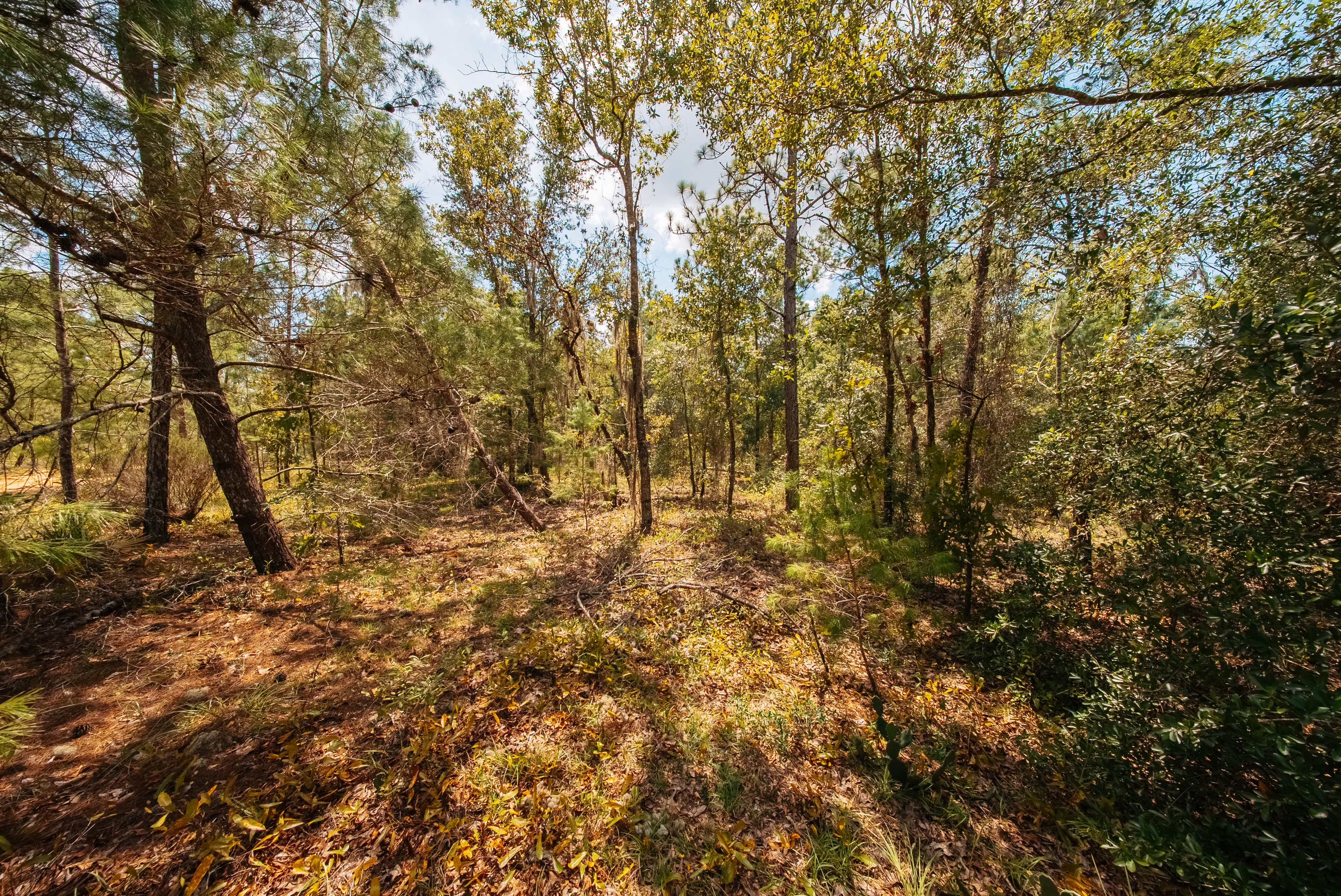 0.22 Acre Build-Ready Lot in Interlachen Lakes Estates — property view 8
