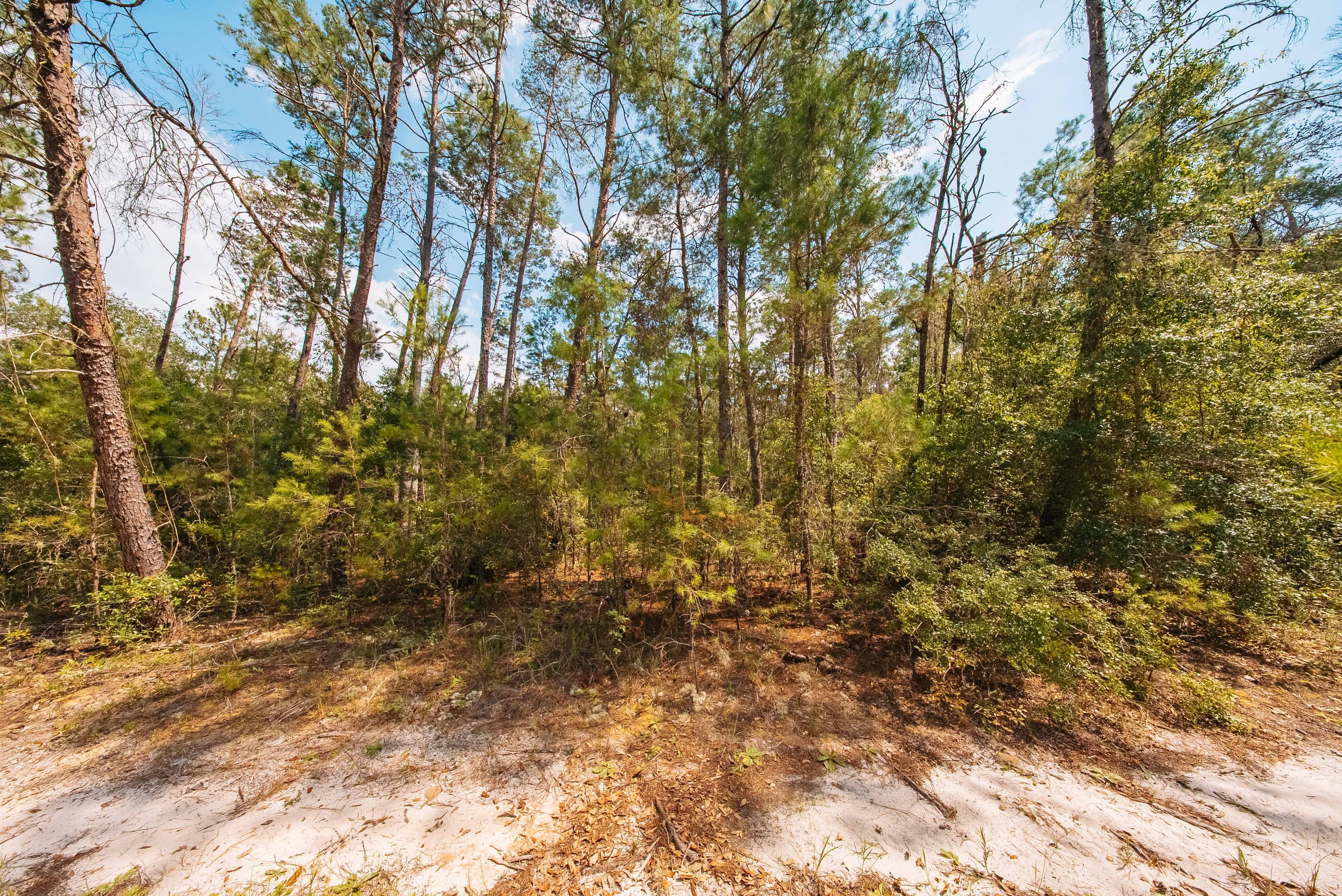 0.23 Acre Build-Ready Lot in Satsuma, Putnam County — property view 5