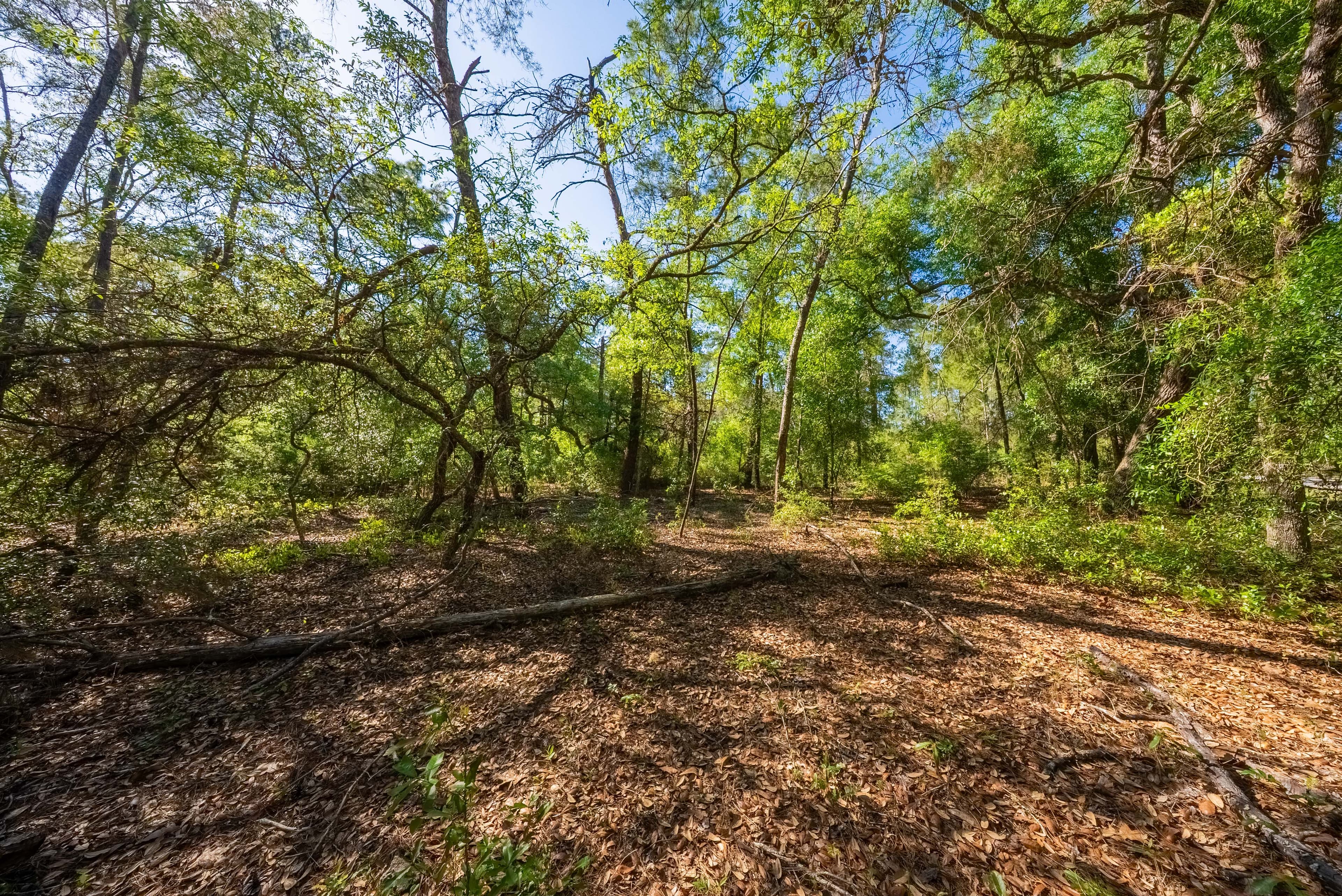 Your 0.23 Corner Lot Opportunity in St. Johns Riverside Estates — property view 14