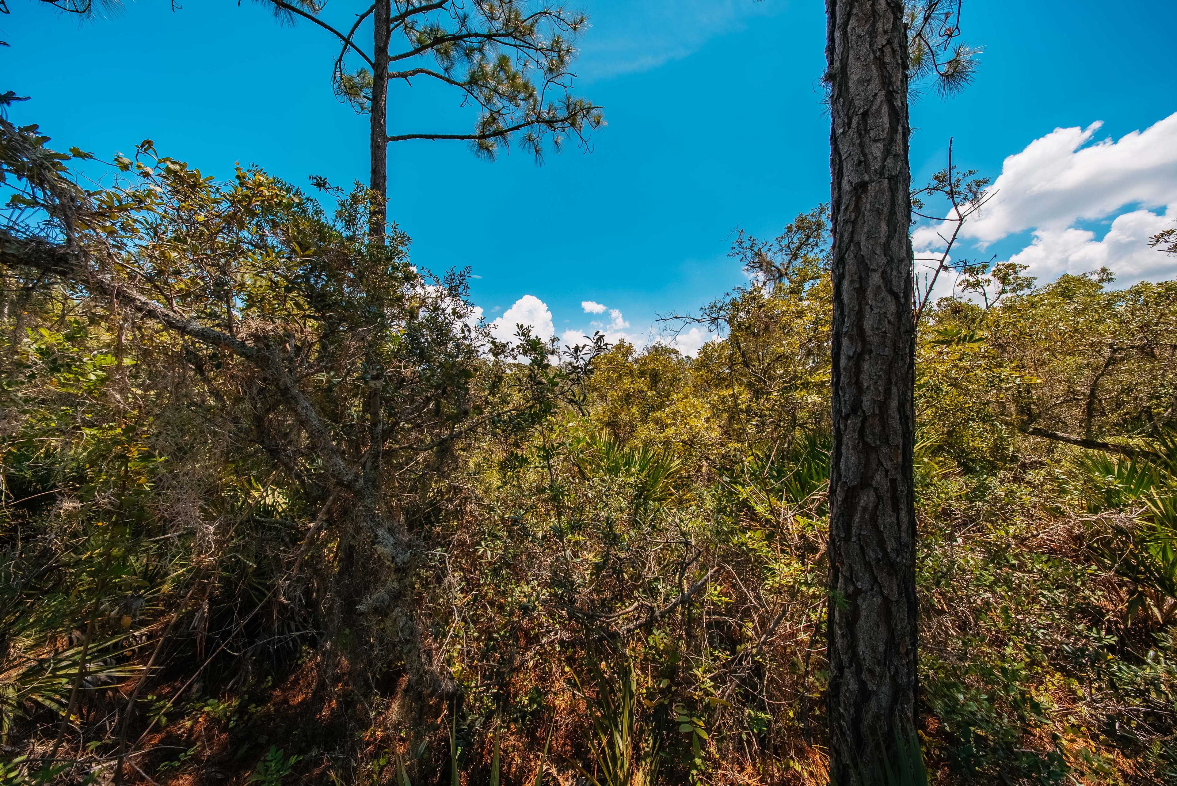 0.235 Acre Build-Ready Lot in Sun N Lakes, Lake Placid — property view 14