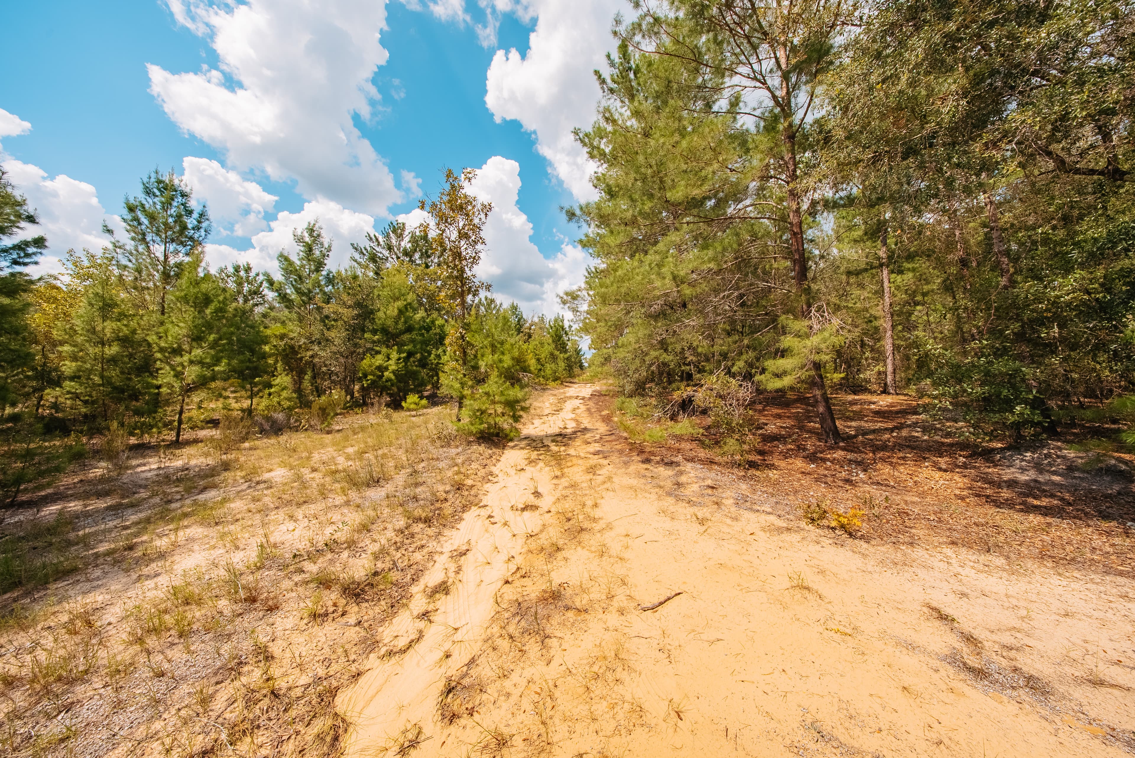 0.23 Acre Build-Ready Lot in Interlachen Lakes Estates — property view 7