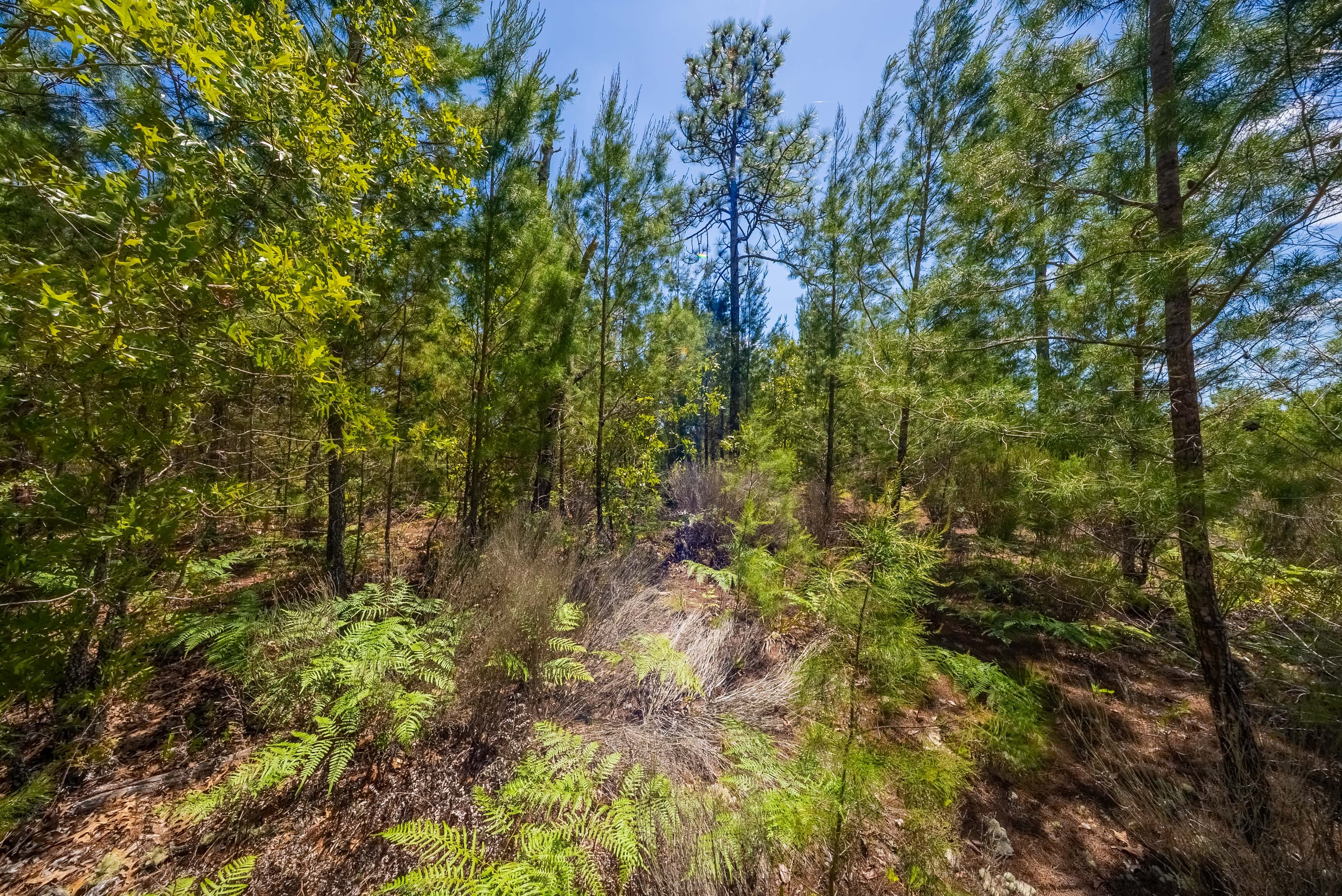 Elite 0.42-Acre High-Elevation Sanctuary – Rare 187ft Elevation Near Lake Lucy — property view 12