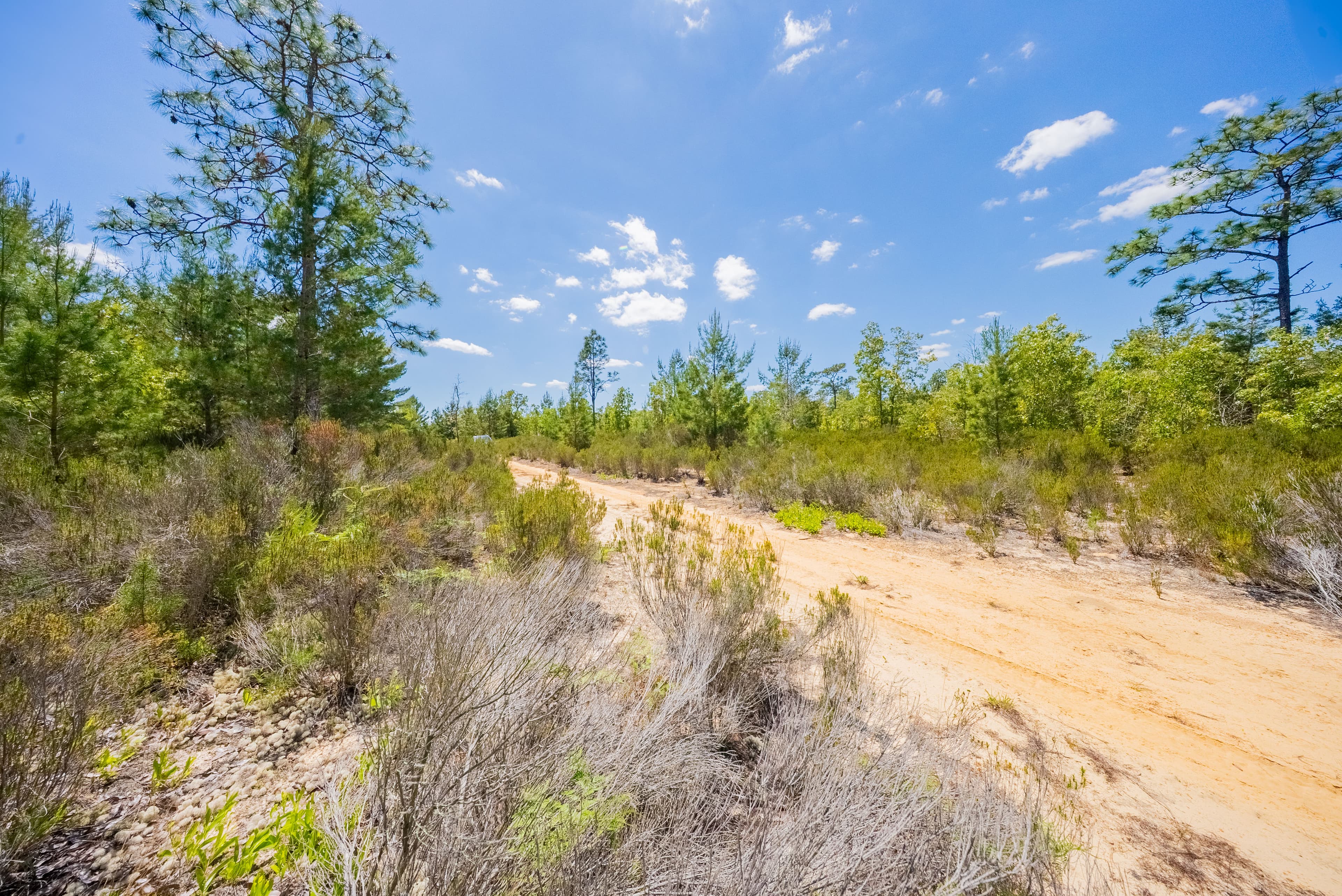 Elite 0.42-Acre High-Elevation Sanctuary – Rare 187ft Elevation Near Lake Lucy — property view 14