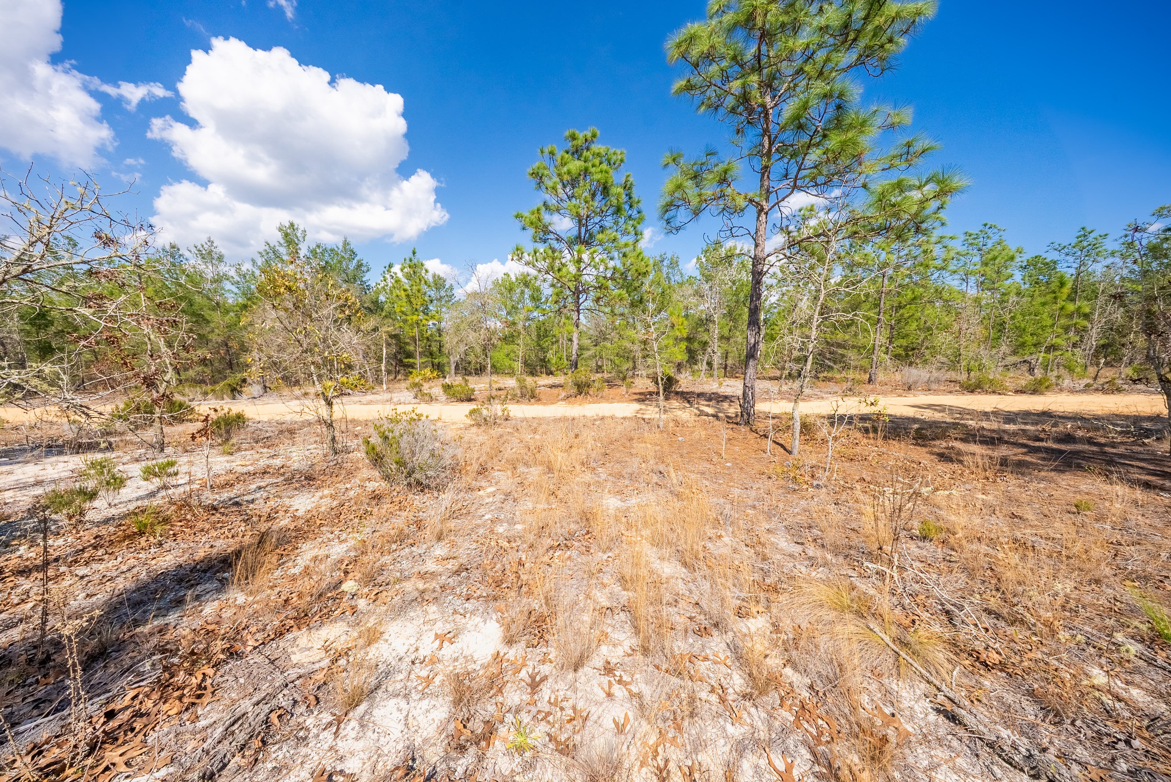 The High-Ground Corner: 0.37 Deeded Acres in Wild Florida — property view 13