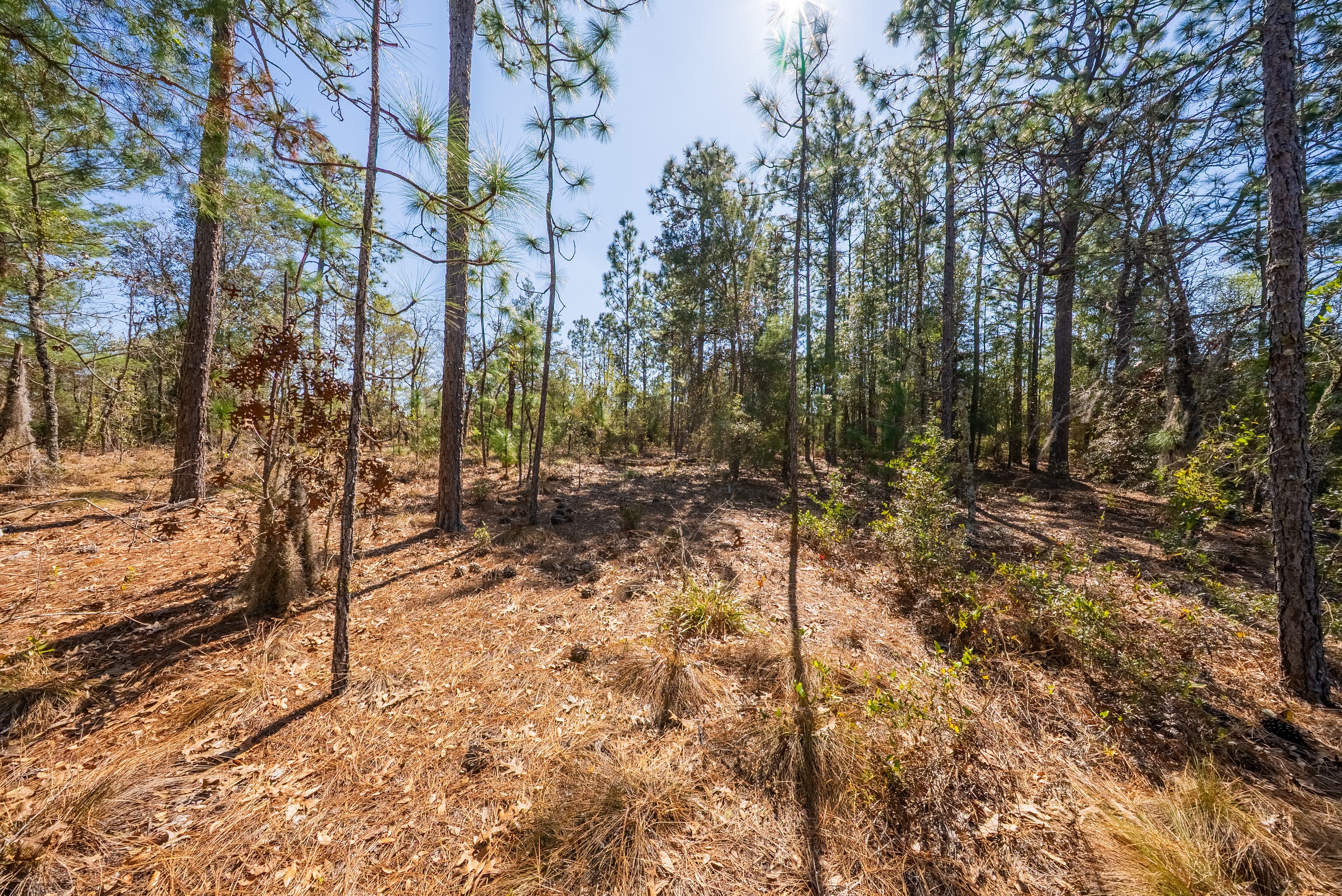 The Trout Lake Estate: 1.22 Acres of Untouched Florida Freedom — property view 8