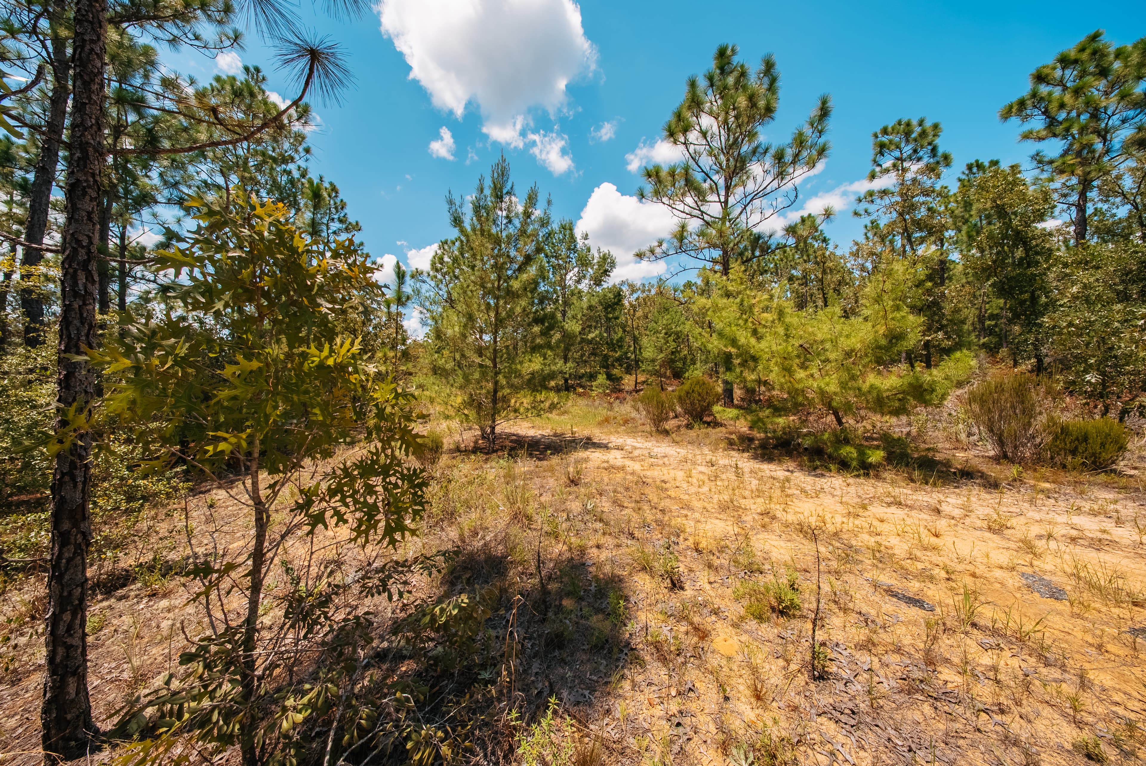 1.03 Acre Premium Estate Lot in Mariners Lake Heights, Interlachen — property view 8