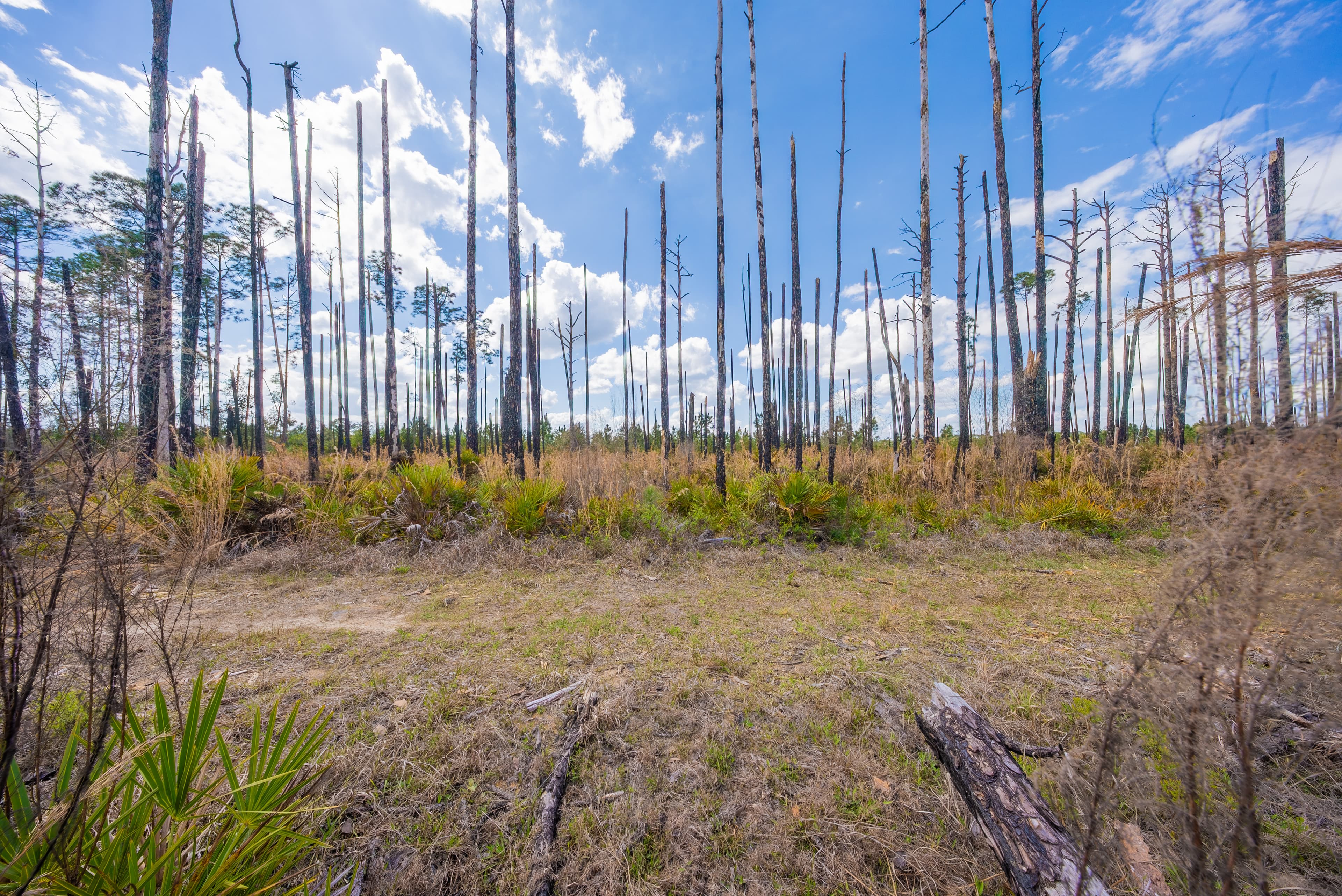 0.22 acre residential zoned land for sale in Putnam County, FL — photo 3