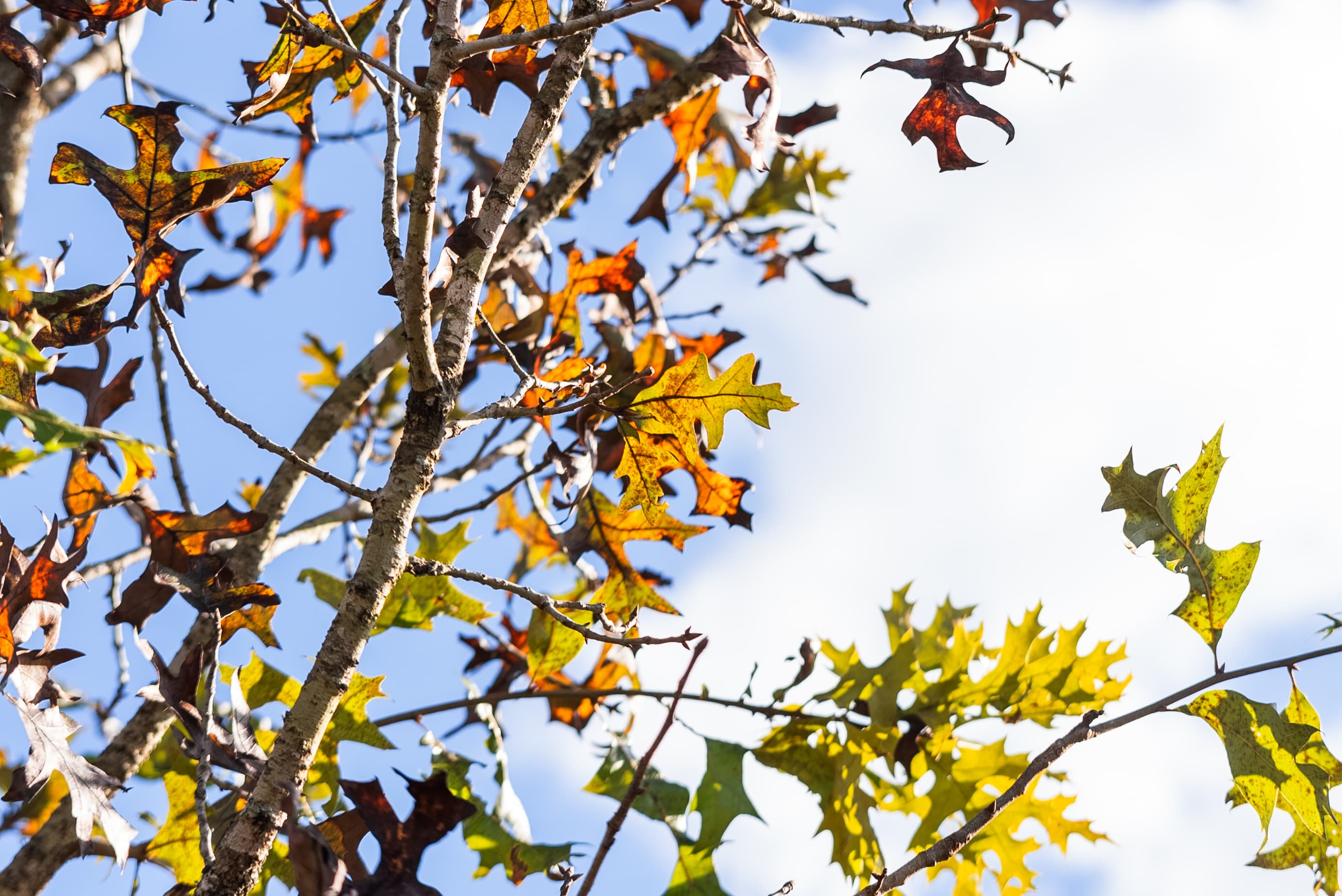 Seize the Quiet Life on Quail Hollow — property view 8