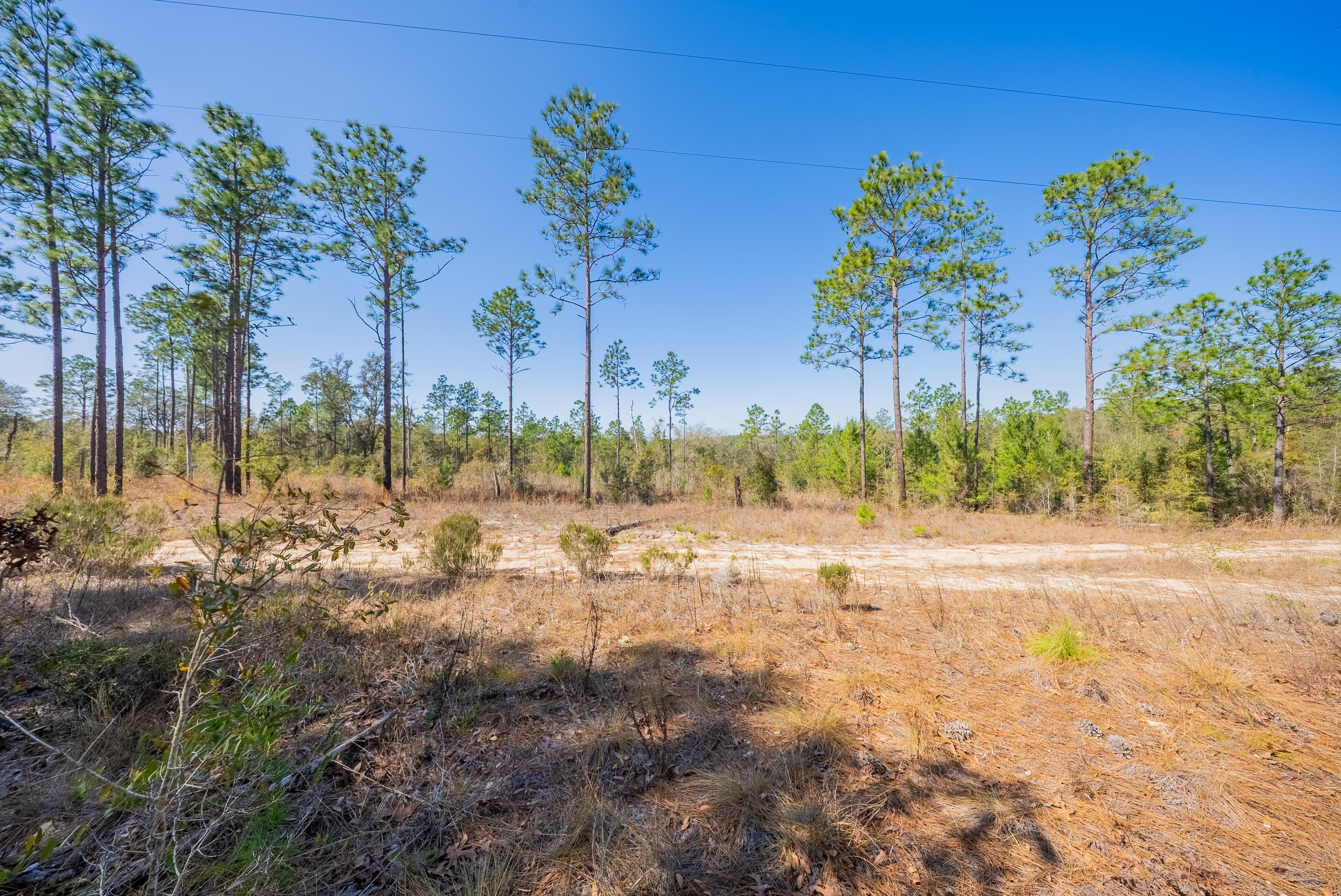 The Trout Lake Estate: 1.22 Acres of Untouched Florida Freedom — property view 7