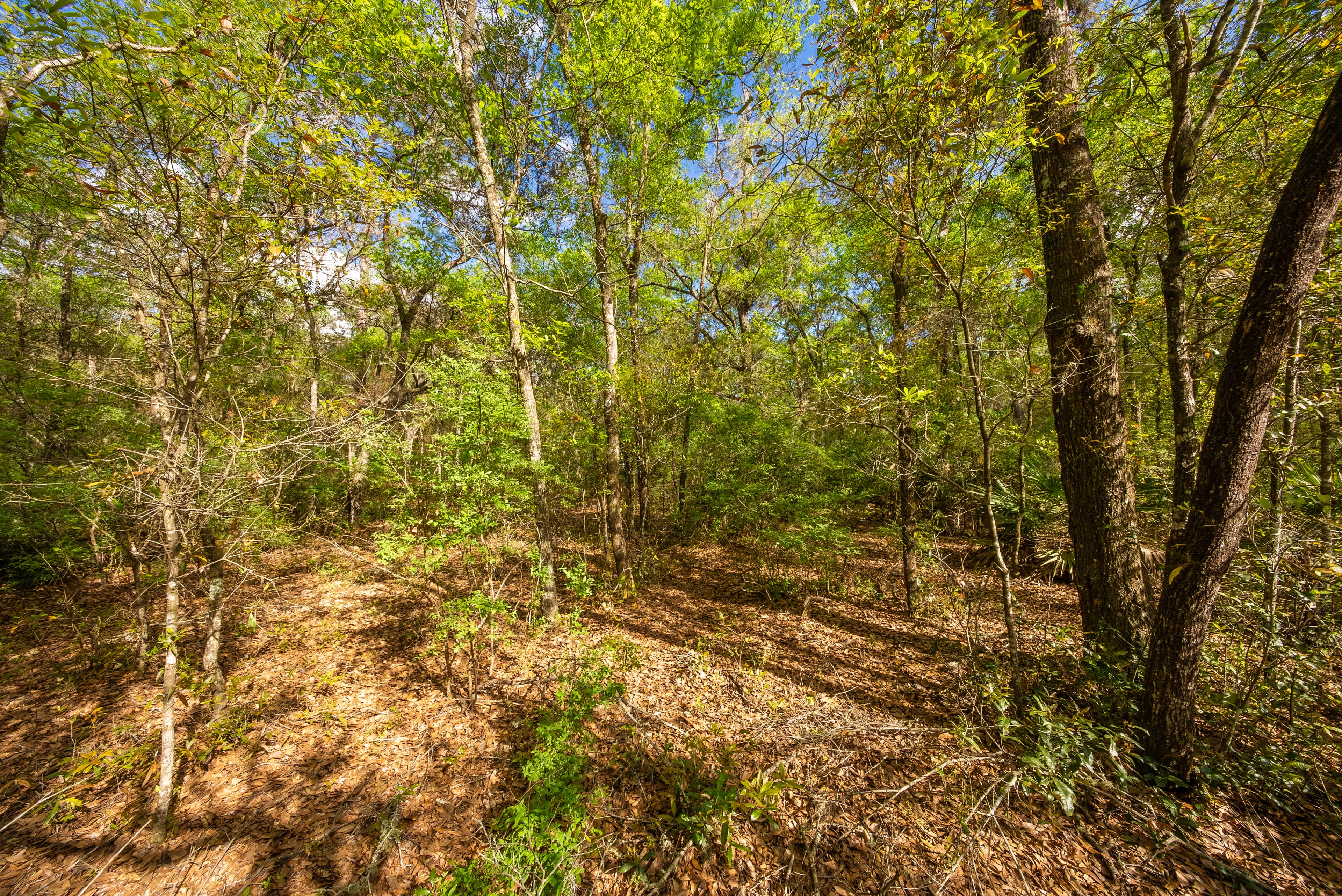 The Gloria Avenue Retreat: 0.22 High & Dry Acres in Hawthorne — property view 6