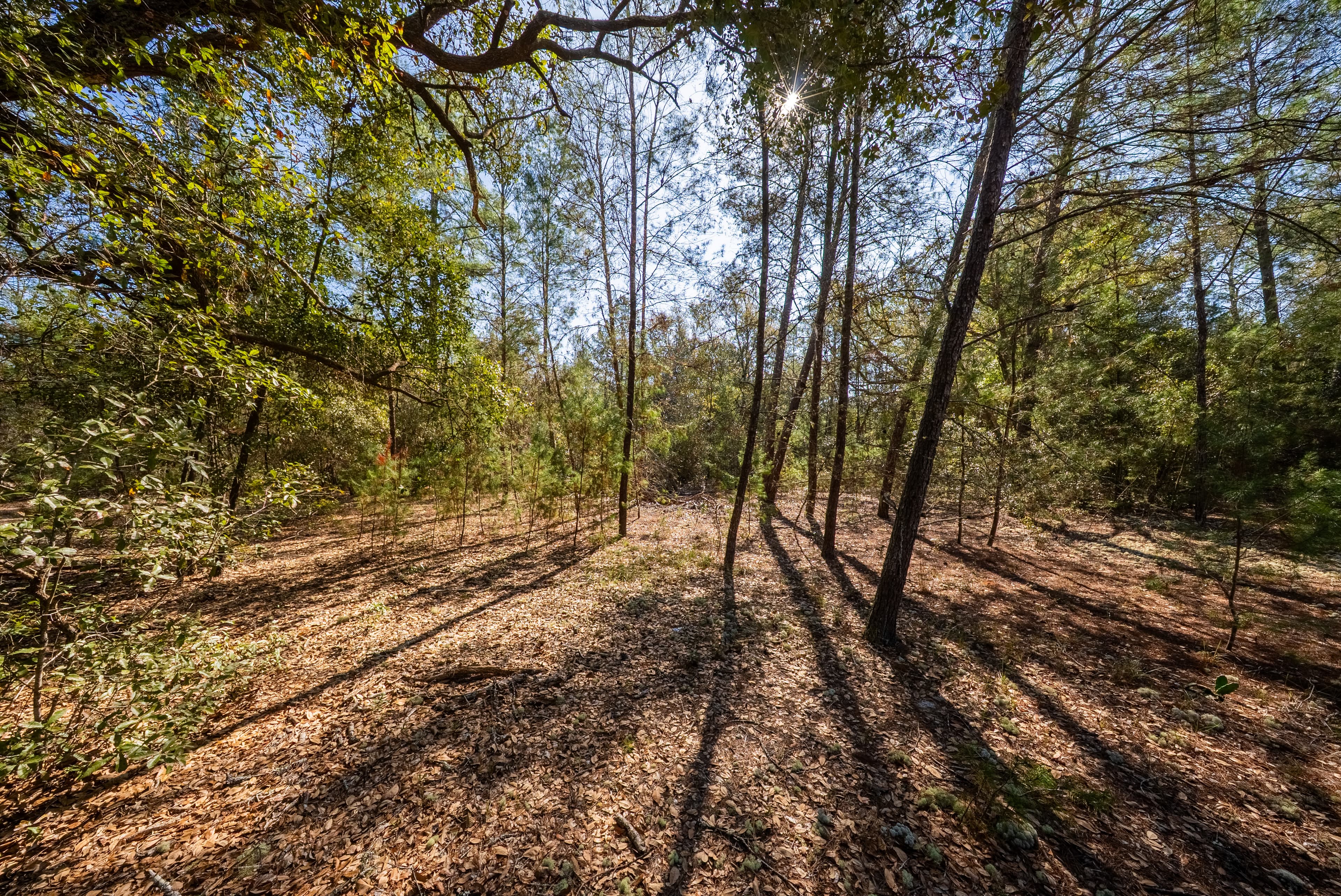 Build Your Future in Interlachen Lakes Estates — property view 7
