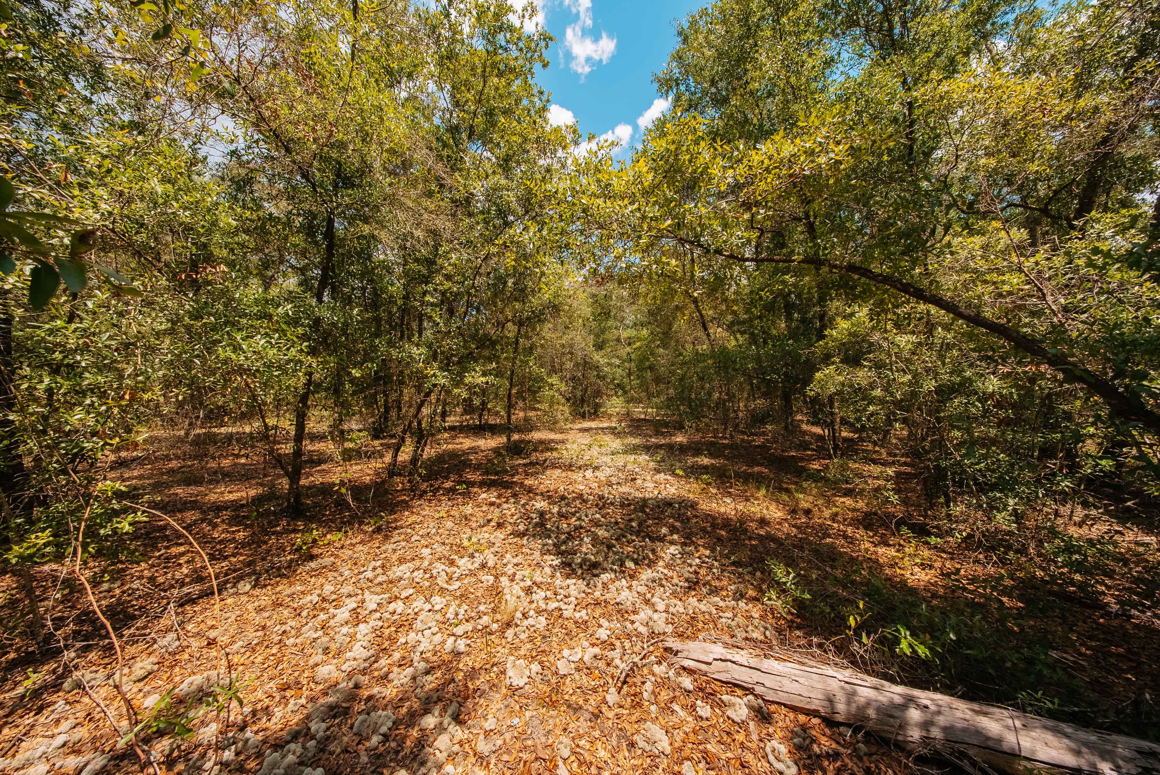 0.20 Acre Build-Ready Lot in West Lake Estates, Interlachen — property view 13