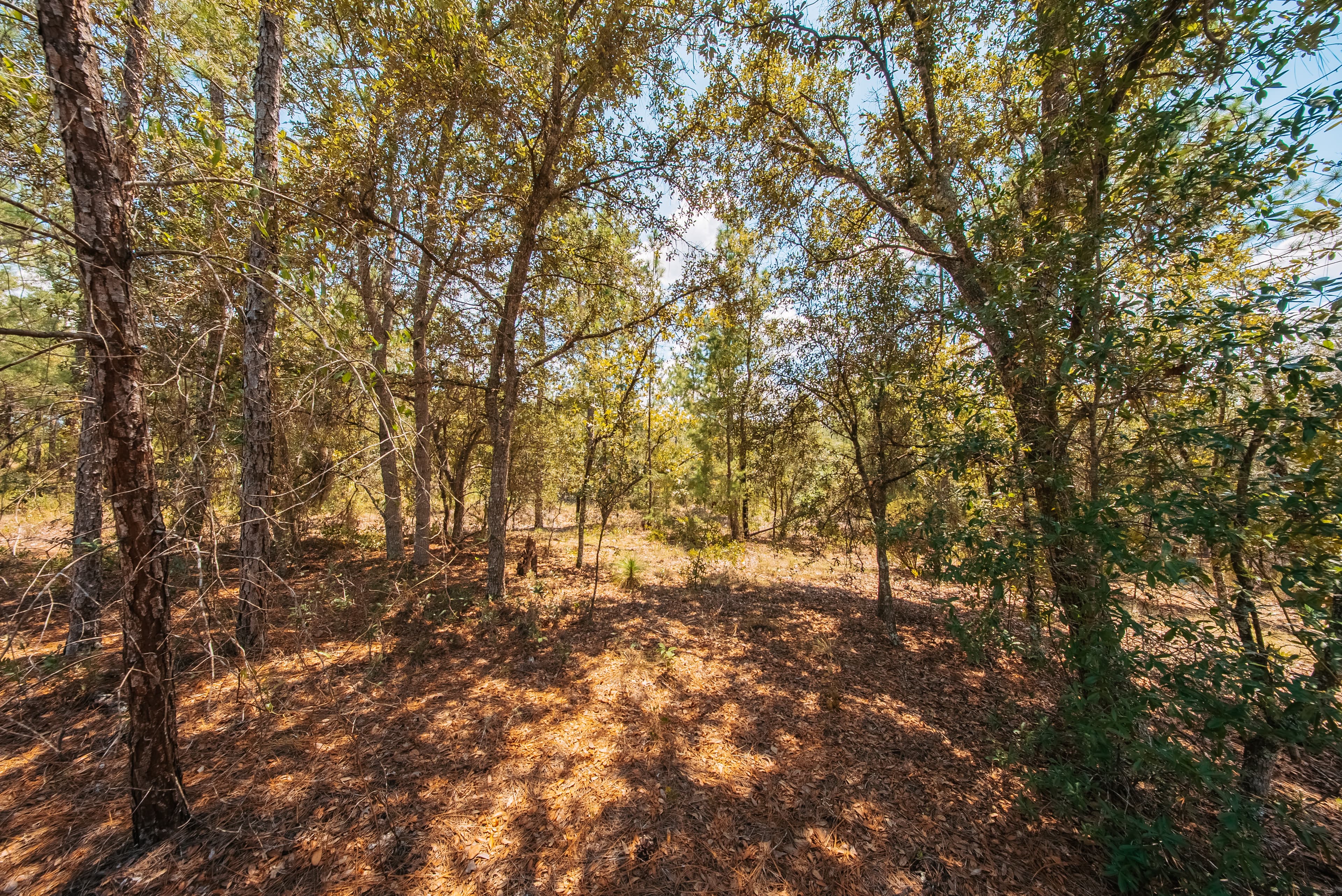 1.03 Acre Premium Estate Lot in Mariners Lake Heights, Interlachen — property view 5