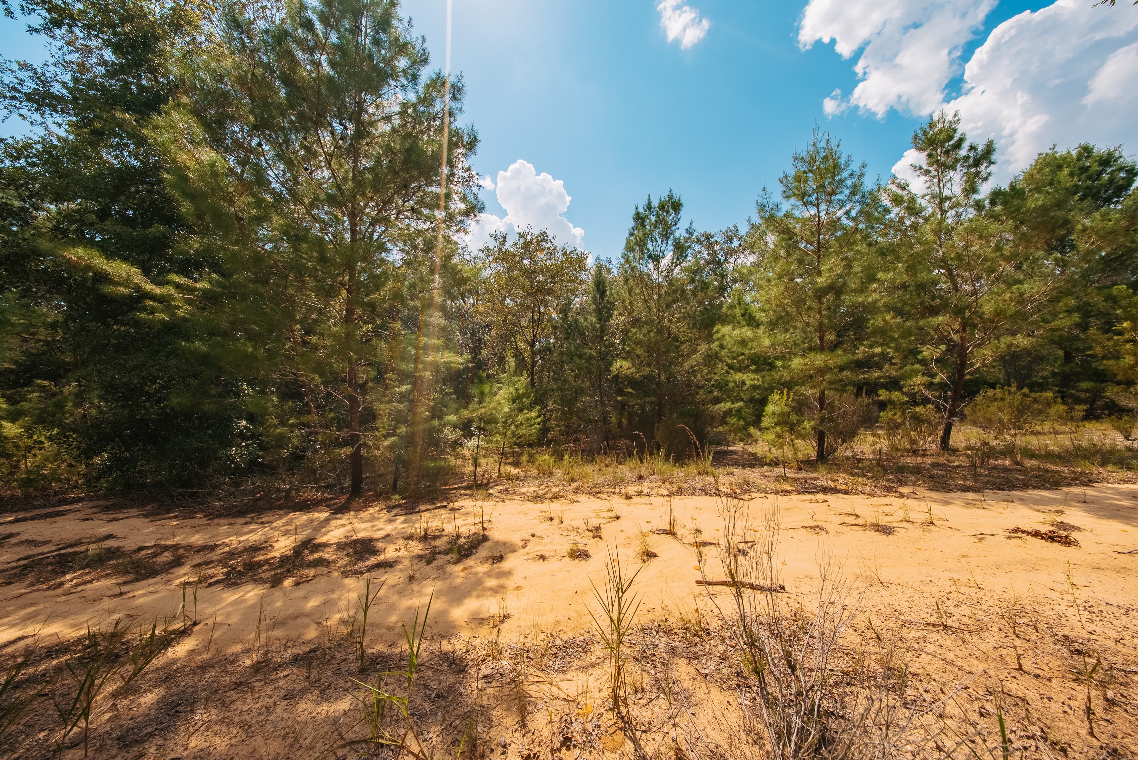 0.23 Acre Build-Ready Lot in Interlachen Lakes Estates — property view 14
