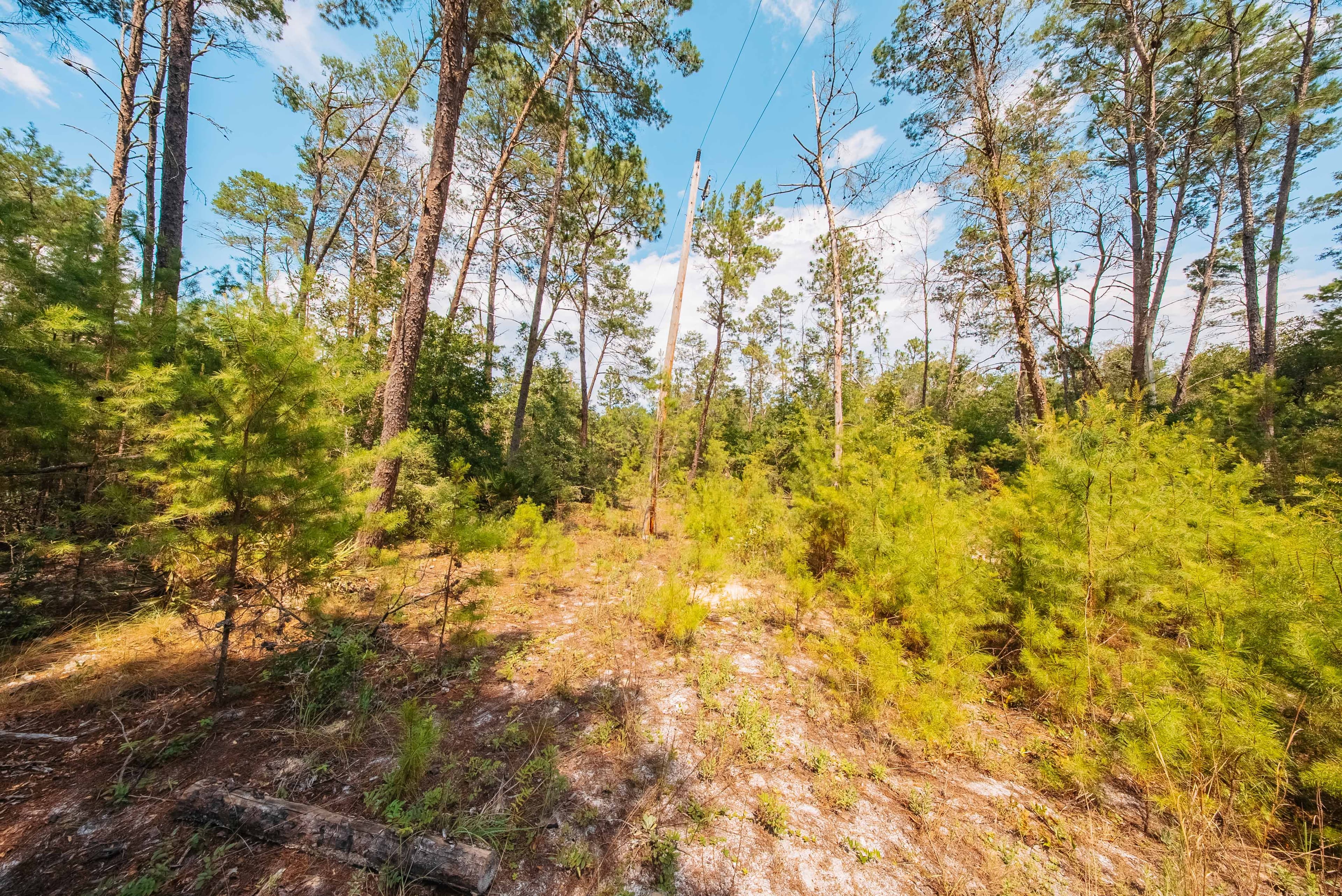 0.23 Acre Build-Ready Lot in Satsuma, Putnam County — property view 12