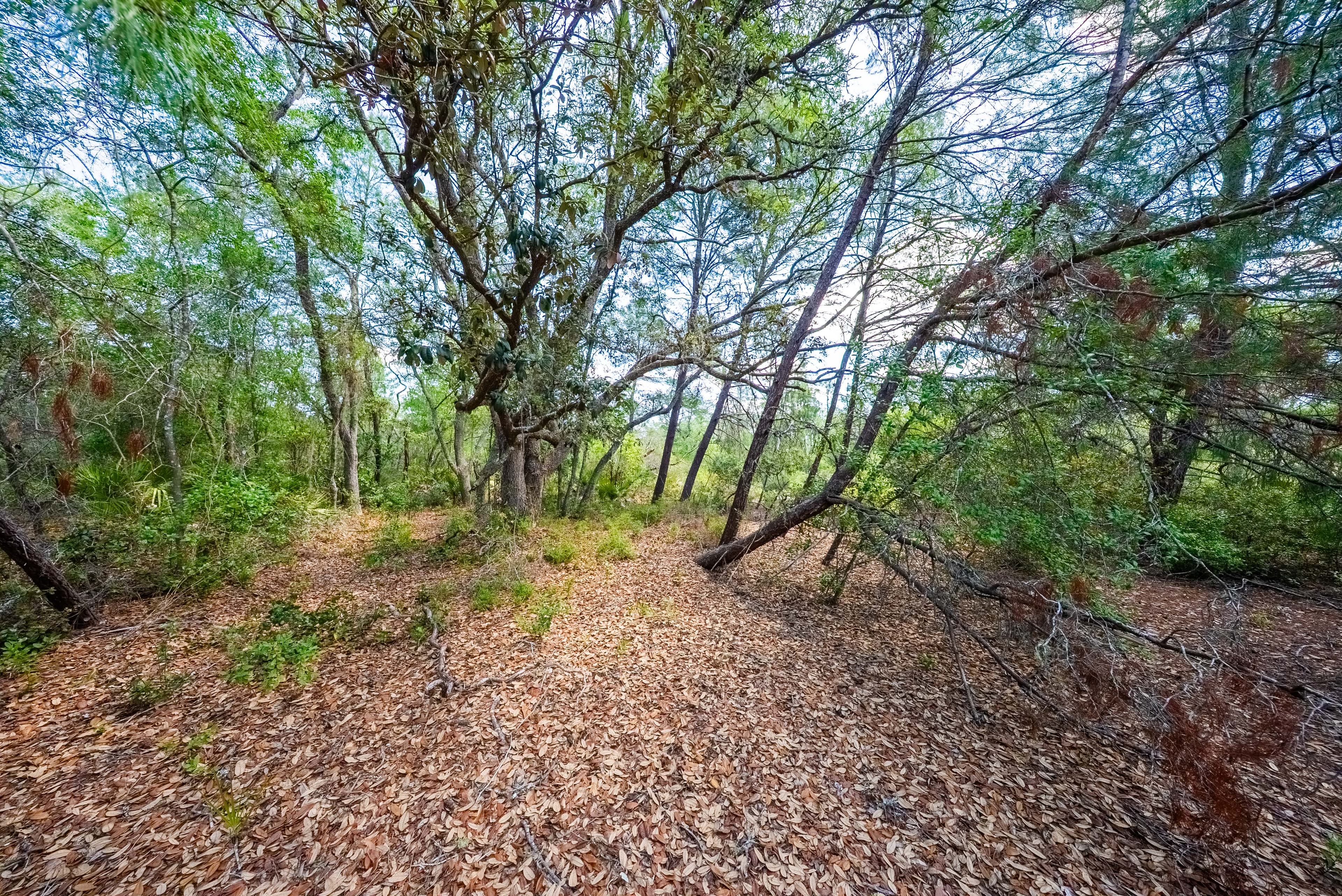 0.156 Acre Build-Ready City Lot with Water & Sewer in Sebring — property view 6