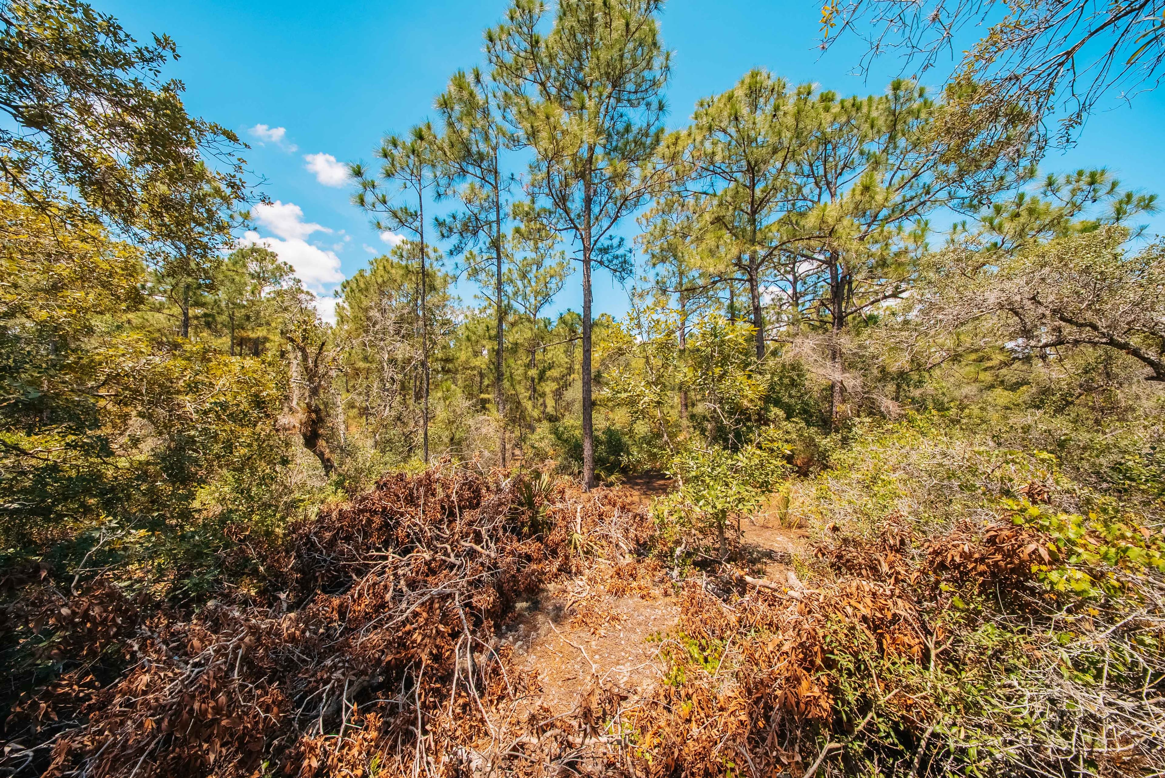  0.24 Acre Build-Ready Lot in Sun N Lakes, Lake Placid — property view 9