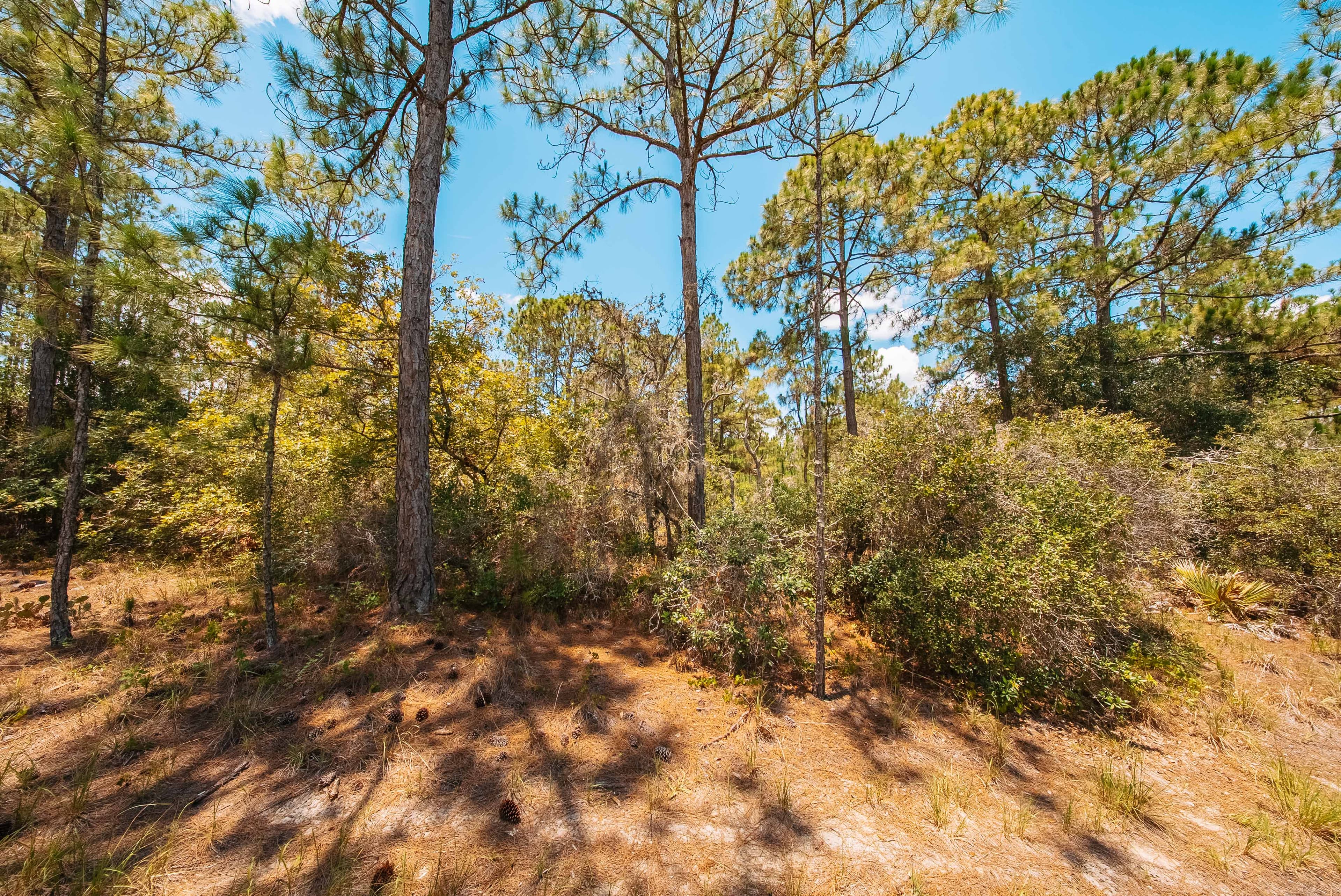 Premium 0.23-Acre High-Elevation Lot in Sun 'N Lakes, Lake Placid — property view 15
