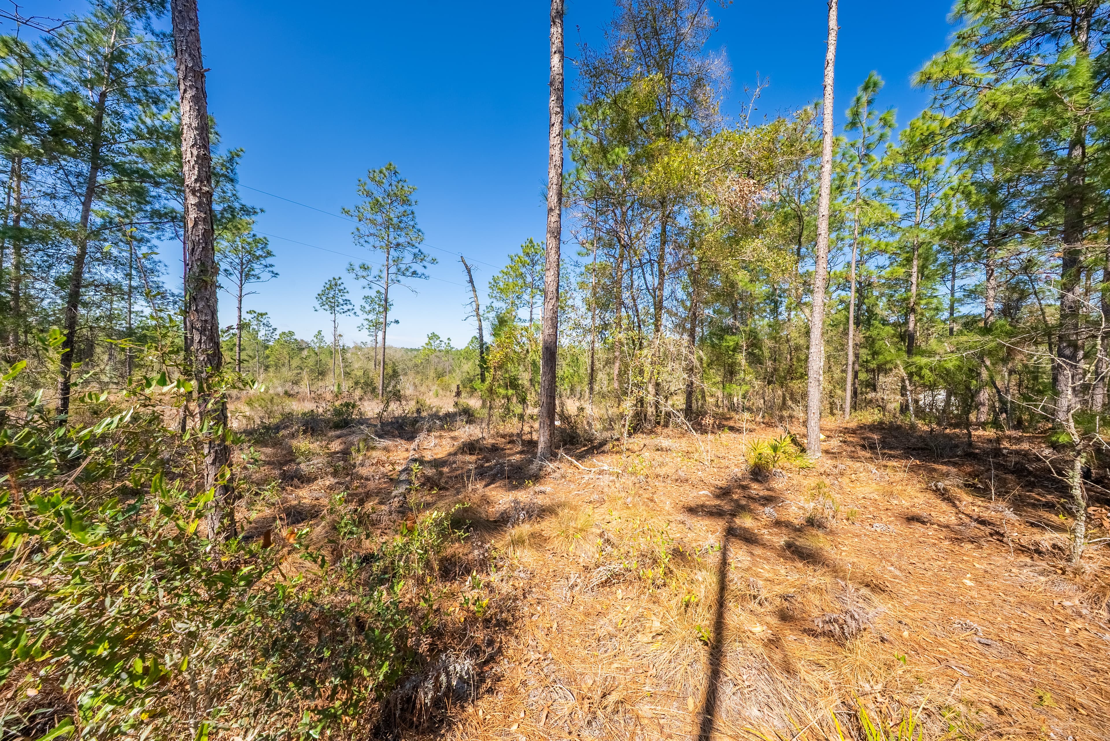 The Trout Lake Estate: 1.22 Acres of Untouched Florida Freedom — property view 9