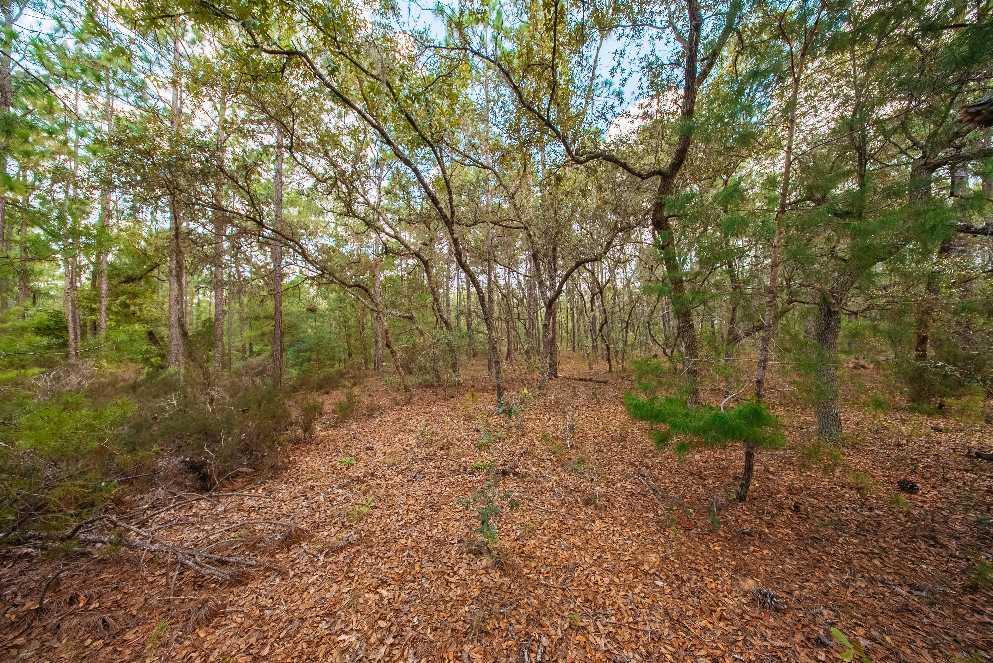  0.23 Acre Build-Ready Lot in Interlachen Lakes Estates — property view 14
