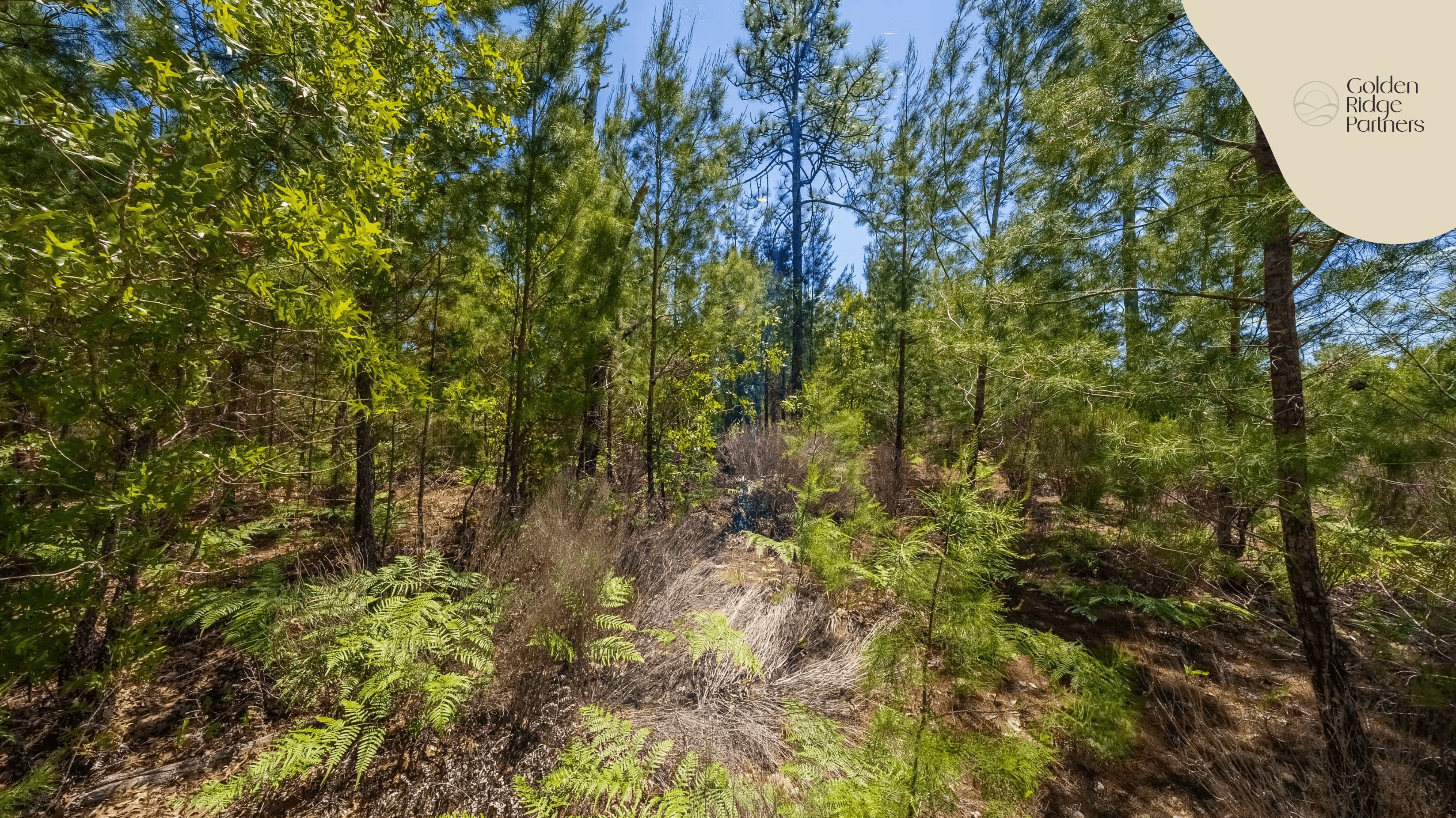 0.42 acre residential zoned land for sale in Putnam County, FL — photo 3