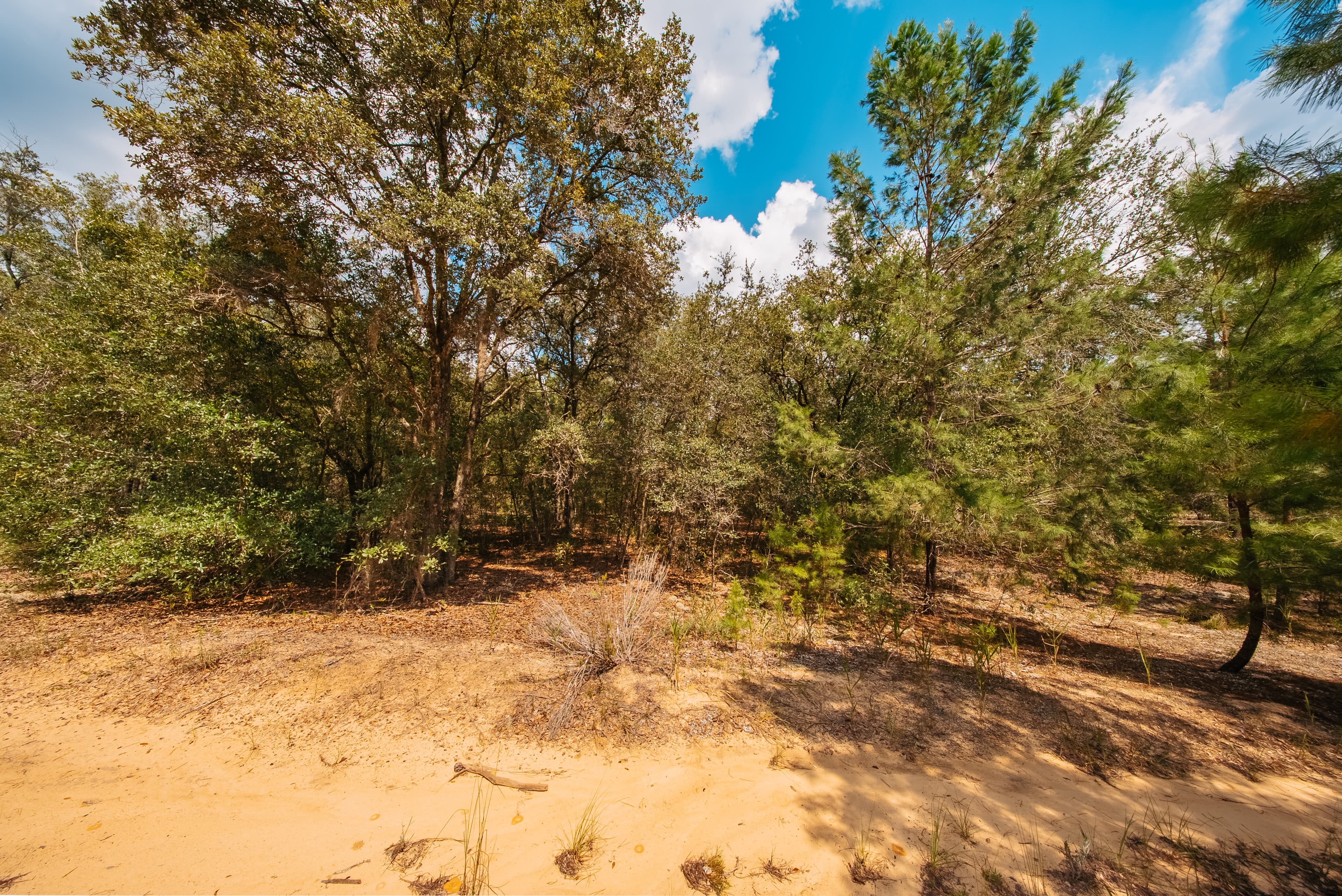 0.23 Acre Build-Ready Lot in Interlachen Lakes Estates — property view 9