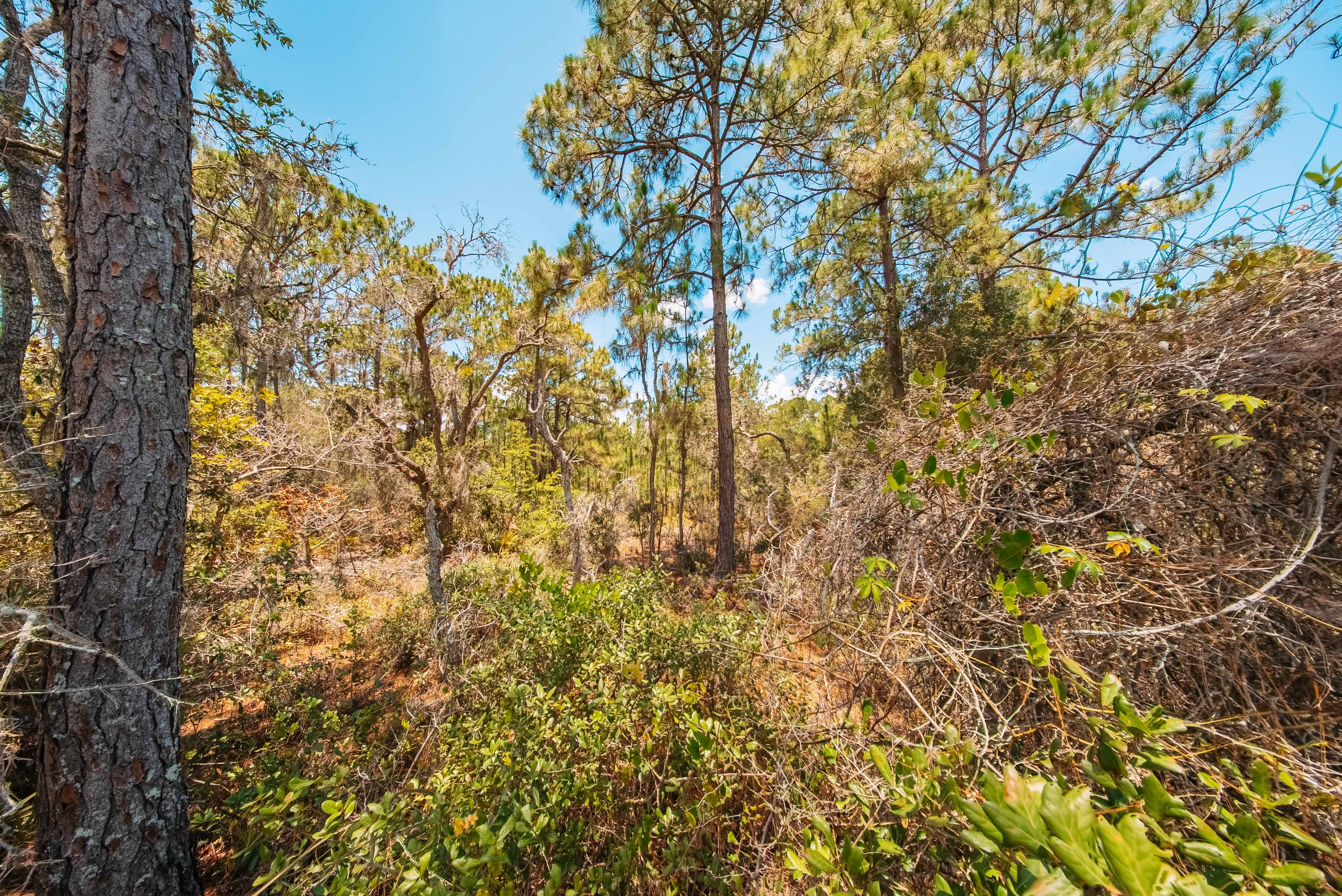 0.23 acre residential zoned land for sale in Highlands  County, FL — photo 4