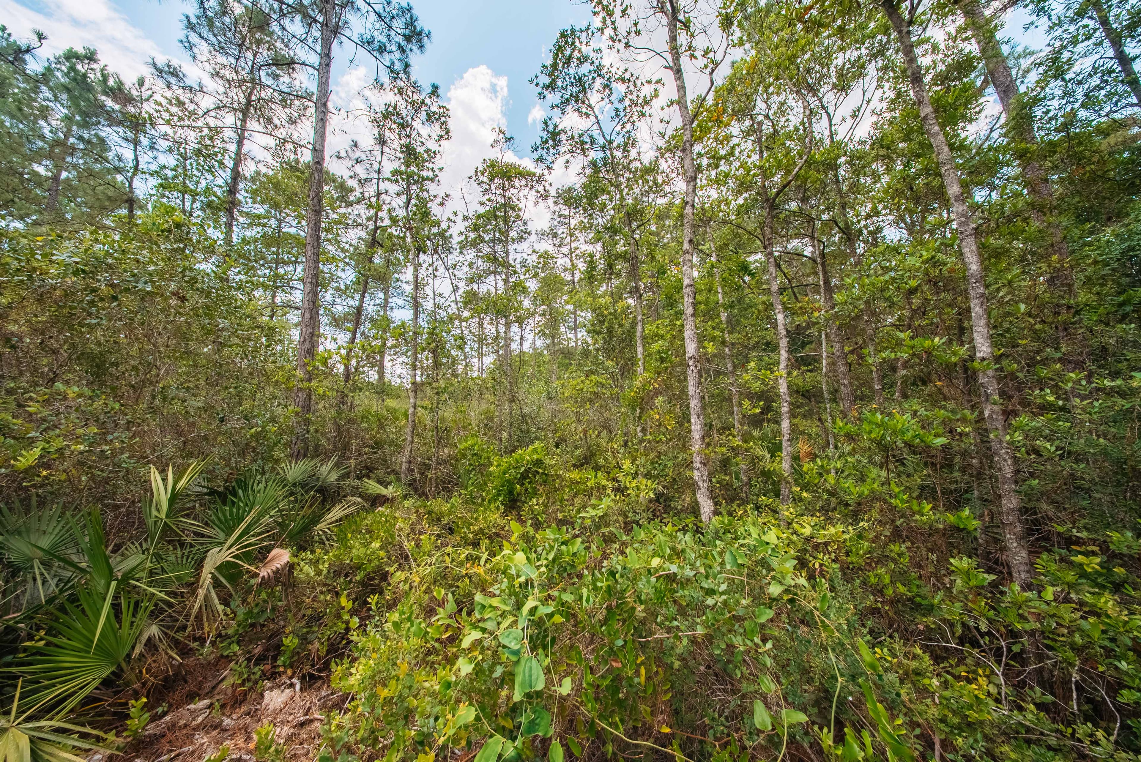 0.23 Acre Build-Ready Lot in St. Johns Riverside Estates — property view 7