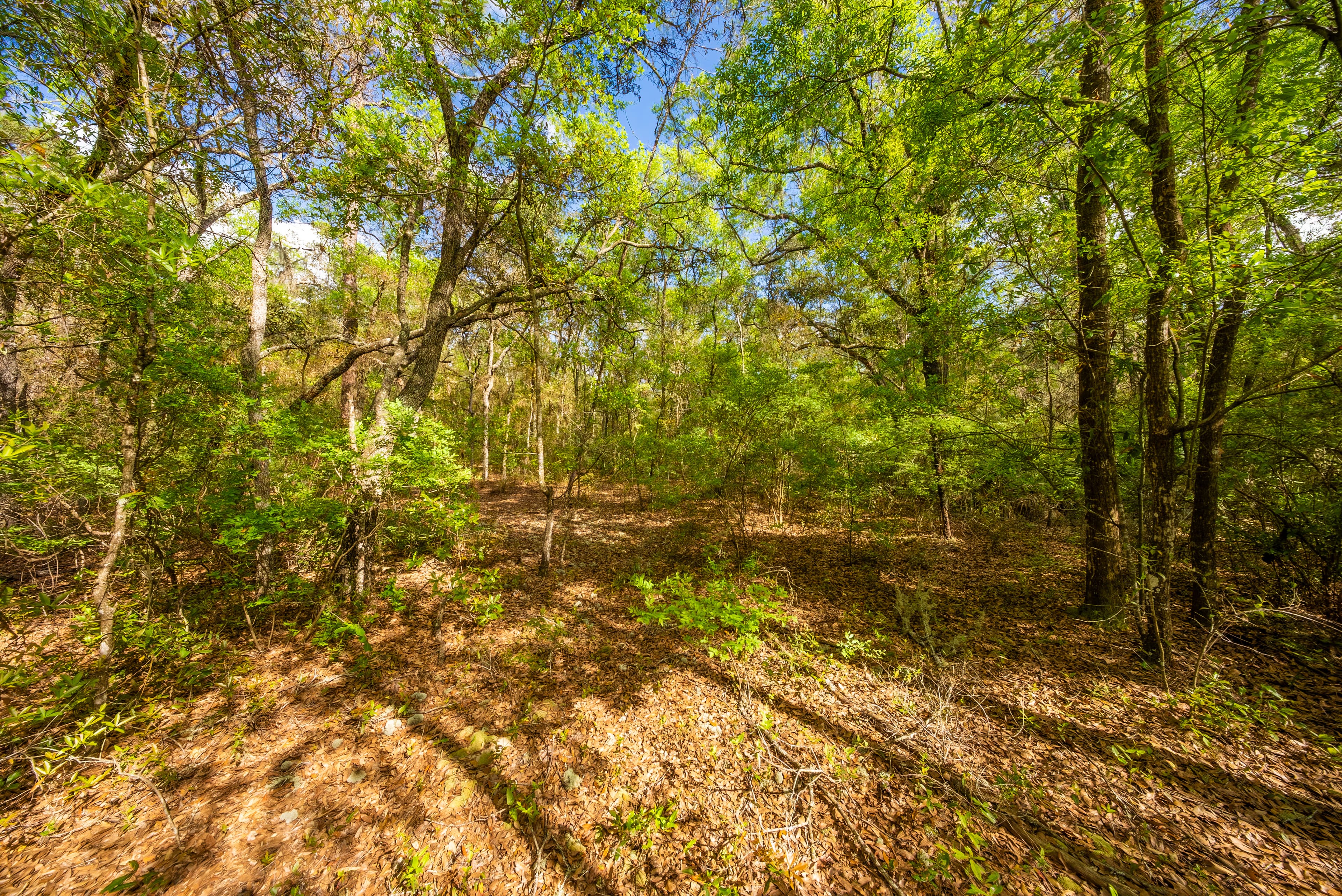 The Gloria Avenue Retreat: 0.22 High & Dry Acres in Hawthorne — property view 13